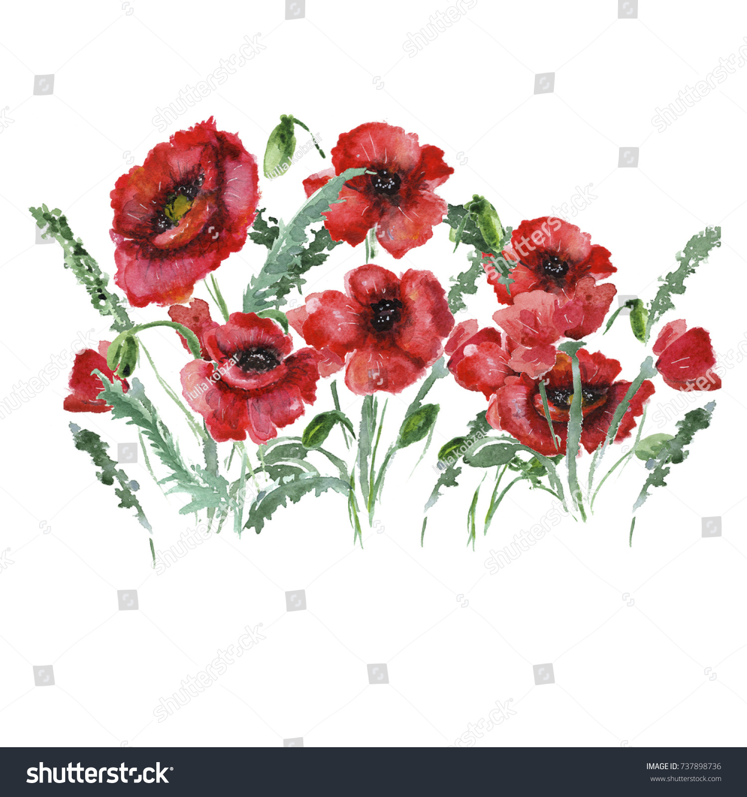 Beautiful Flowers Poppies Bouquet Flowers Red Stock Illustration