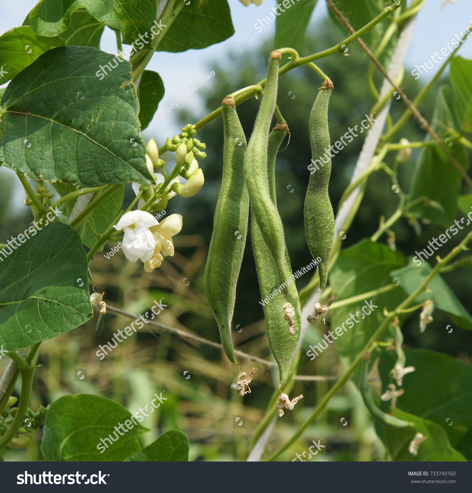 345 Bean Trellis Images Stock Photos Vectors Shutterstock   Stock Photo Beautiful Flowers Of Runner Bean Plant Phaseolus Coccineus Growing In The Garden 733749760 