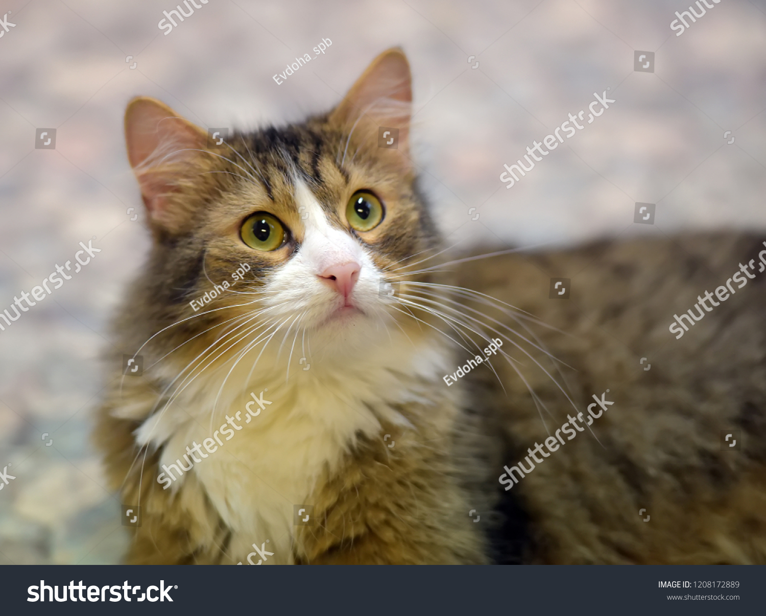 Beautiful Fluffy Brown White Cat Stock Photo Edit Now 1208172889