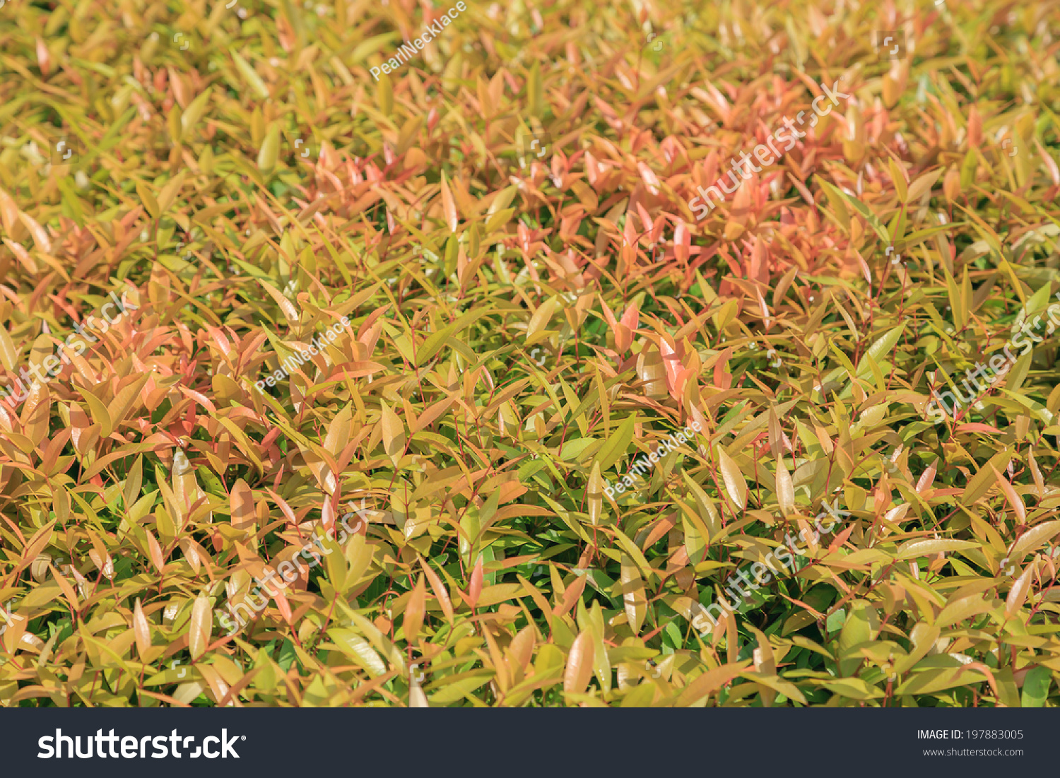 Beautiful Foliage Plant Park Garden Designcolorful Stock Photo