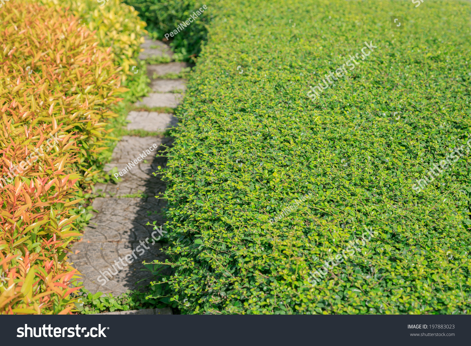 Beautiful Foliage Plant Park Garden Designcolorful Stock Photo