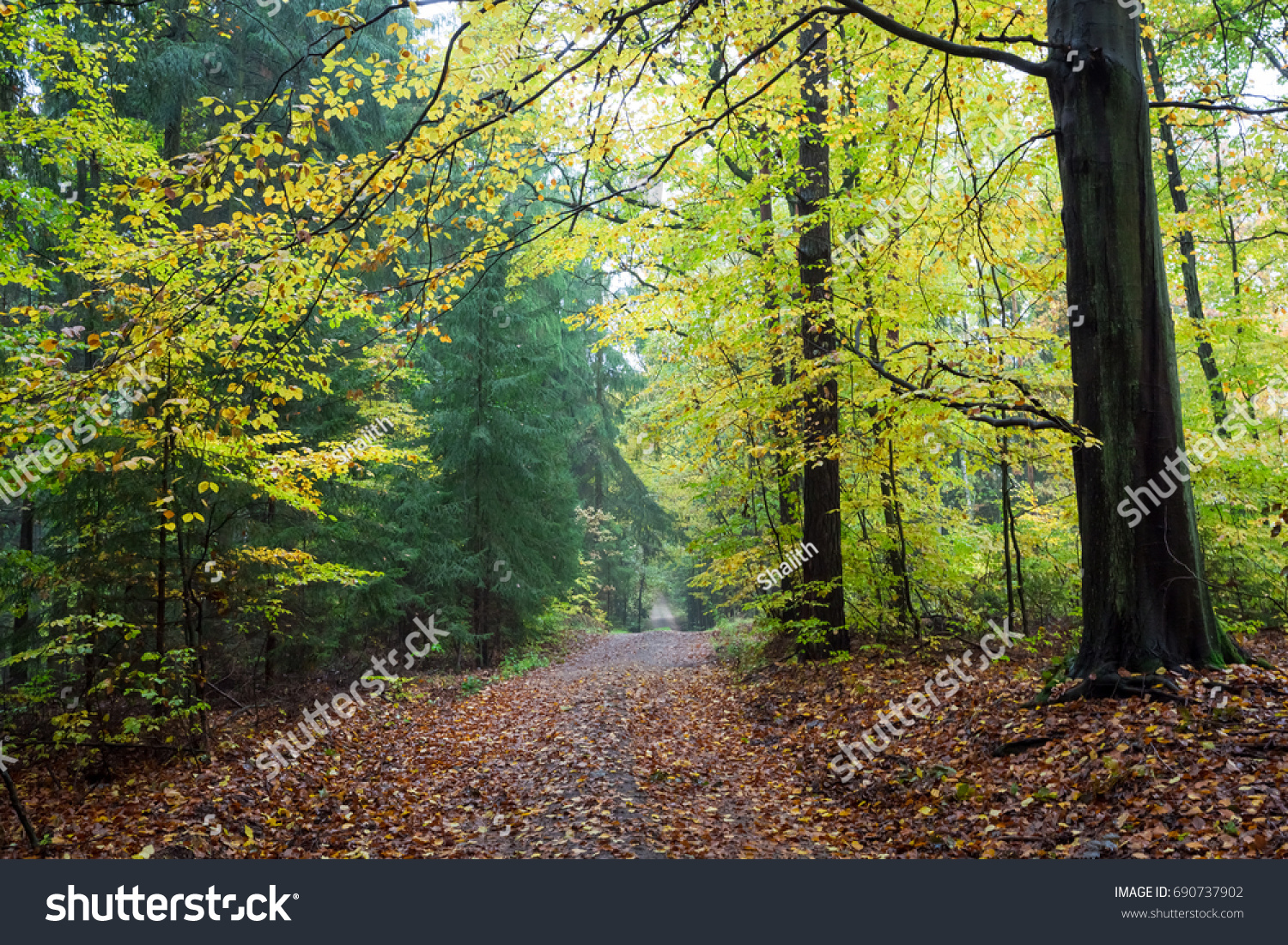 Beautiful Forest Autumn Poland Stock Photo 690737902 - Shutterstock