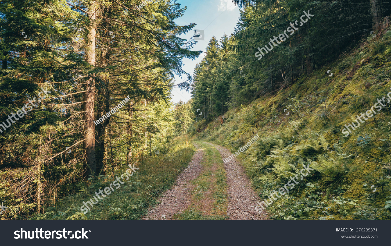 Beautiful Forest Wallpaper Stock Photo Edit Now