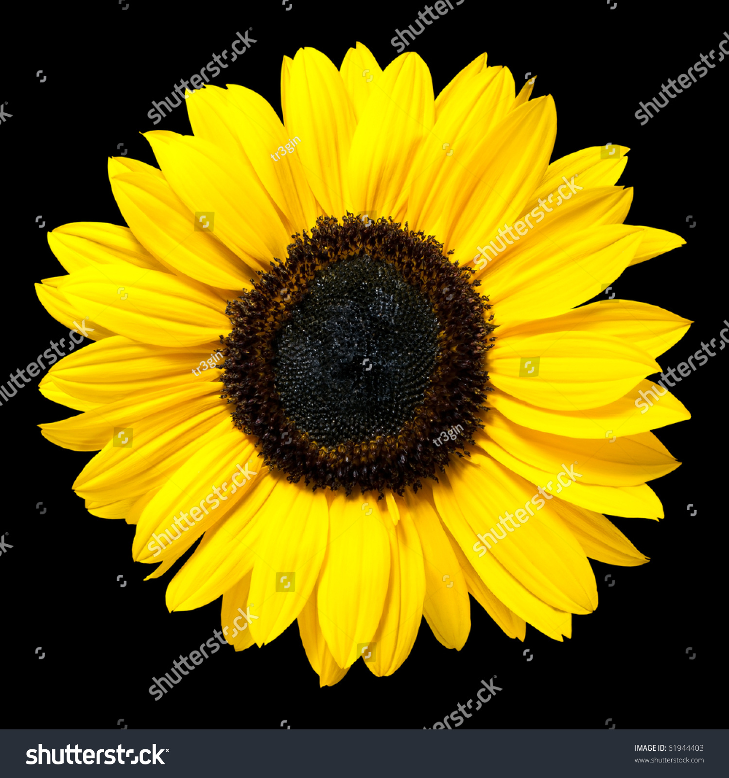How many petals does a sunflower have?