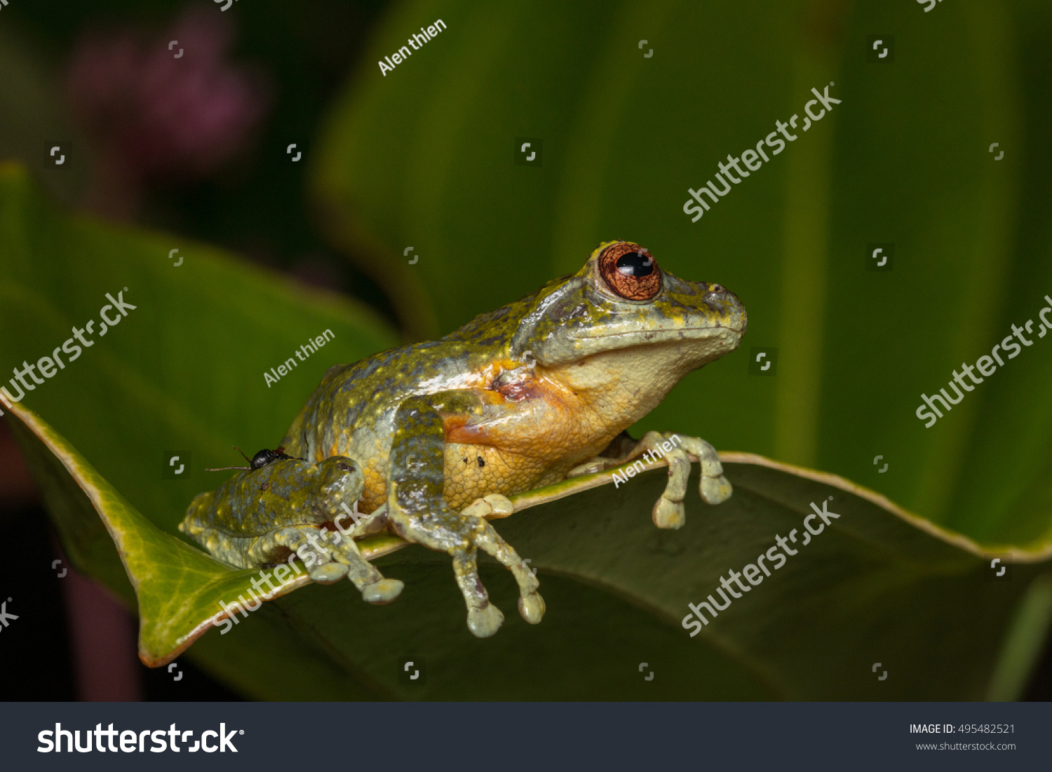 Beautiful Frog Frog Tree Frog Tree Stock Photo 495482521 | Shutterstock