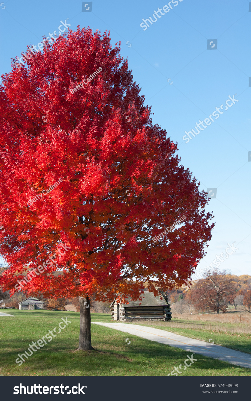 Beautiful Full Tree Bright Red Leaves Stock Photo Edit Now