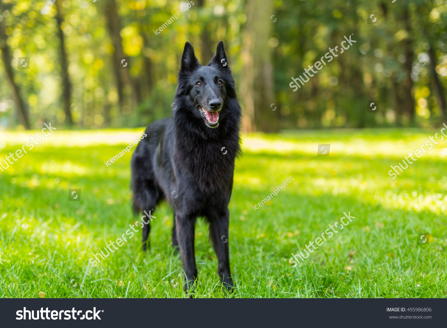 belgian sheepdog groenendael puppies beautiful fun groenendael dog puppy waiting stock photo 495986806 belgian sheepdog groenendael puppies beautiful fun groenendael dog puppy waiting stock photo 495986806