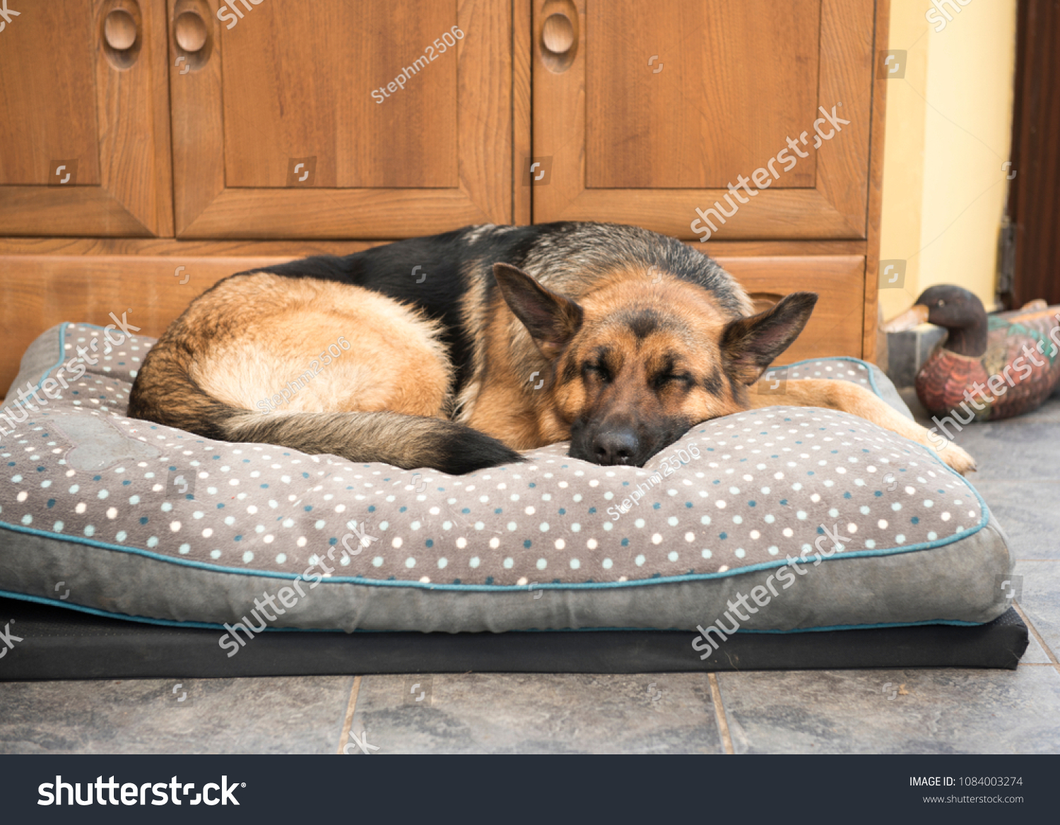 1 616 german shepherd sleep stock photos images photography