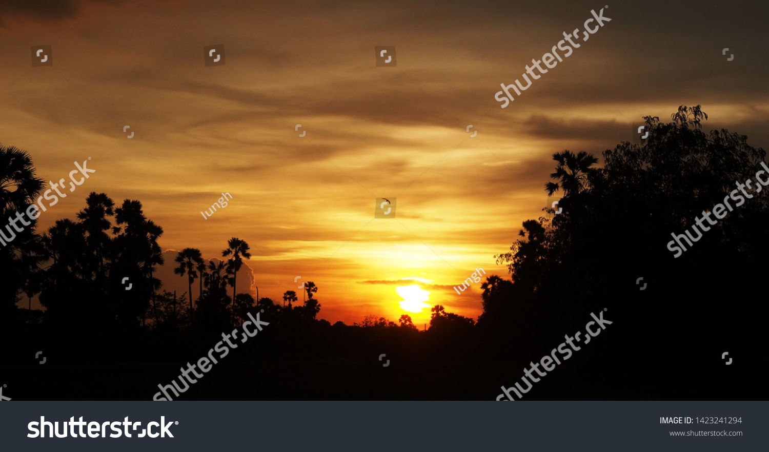 Beautiful Golden Light Sunset Silhouette Stock Photo 1423241294