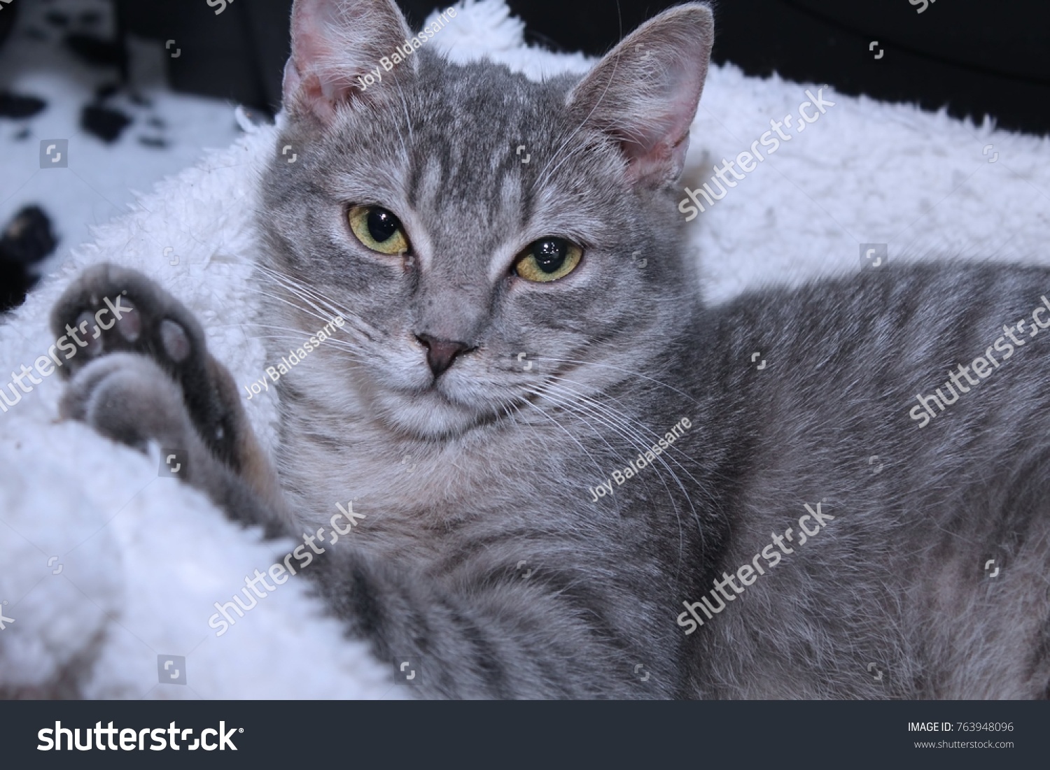 gray striped tabby