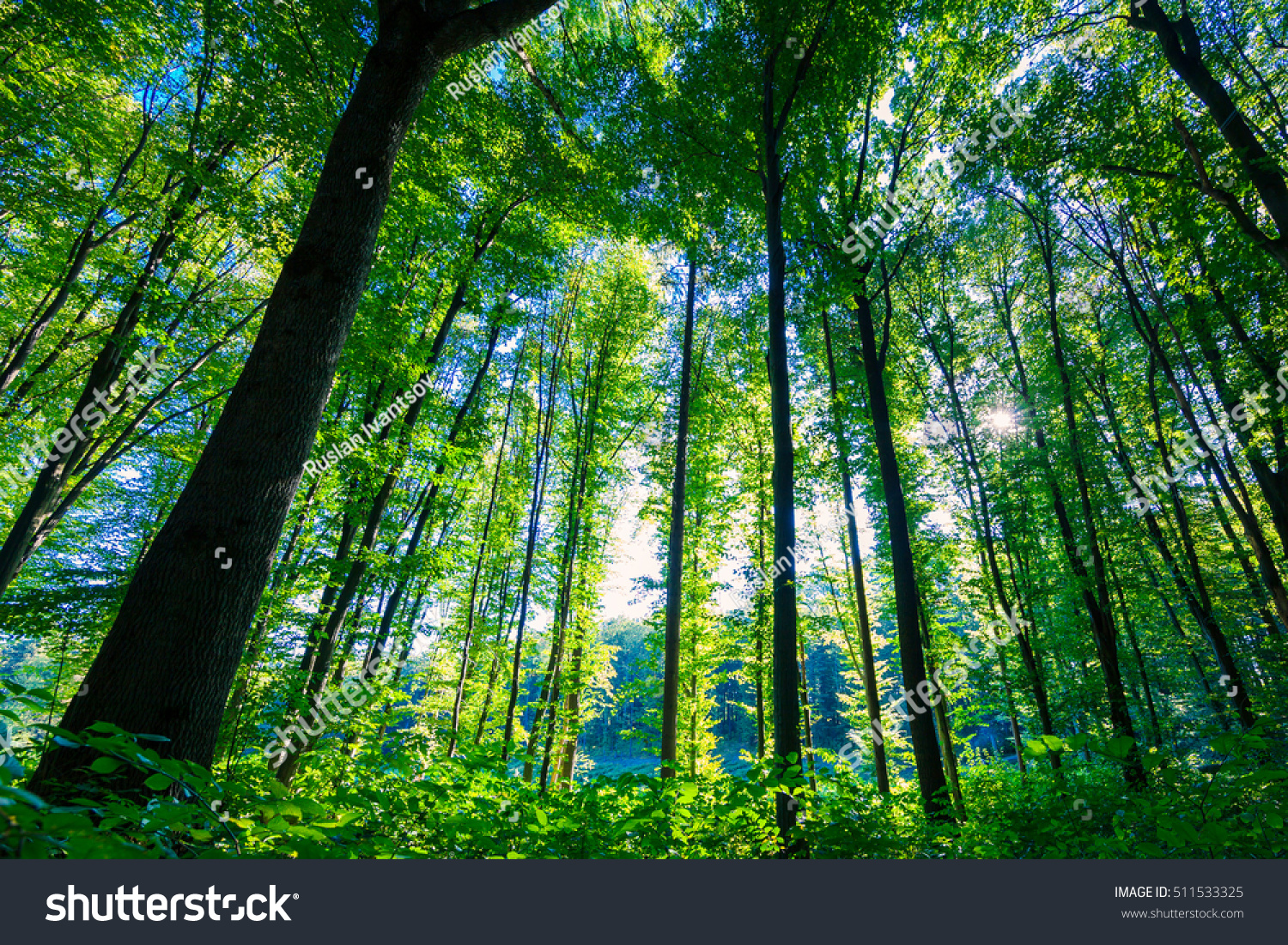Beautiful Green Forest Stock Photo 511533325 Shutterstock