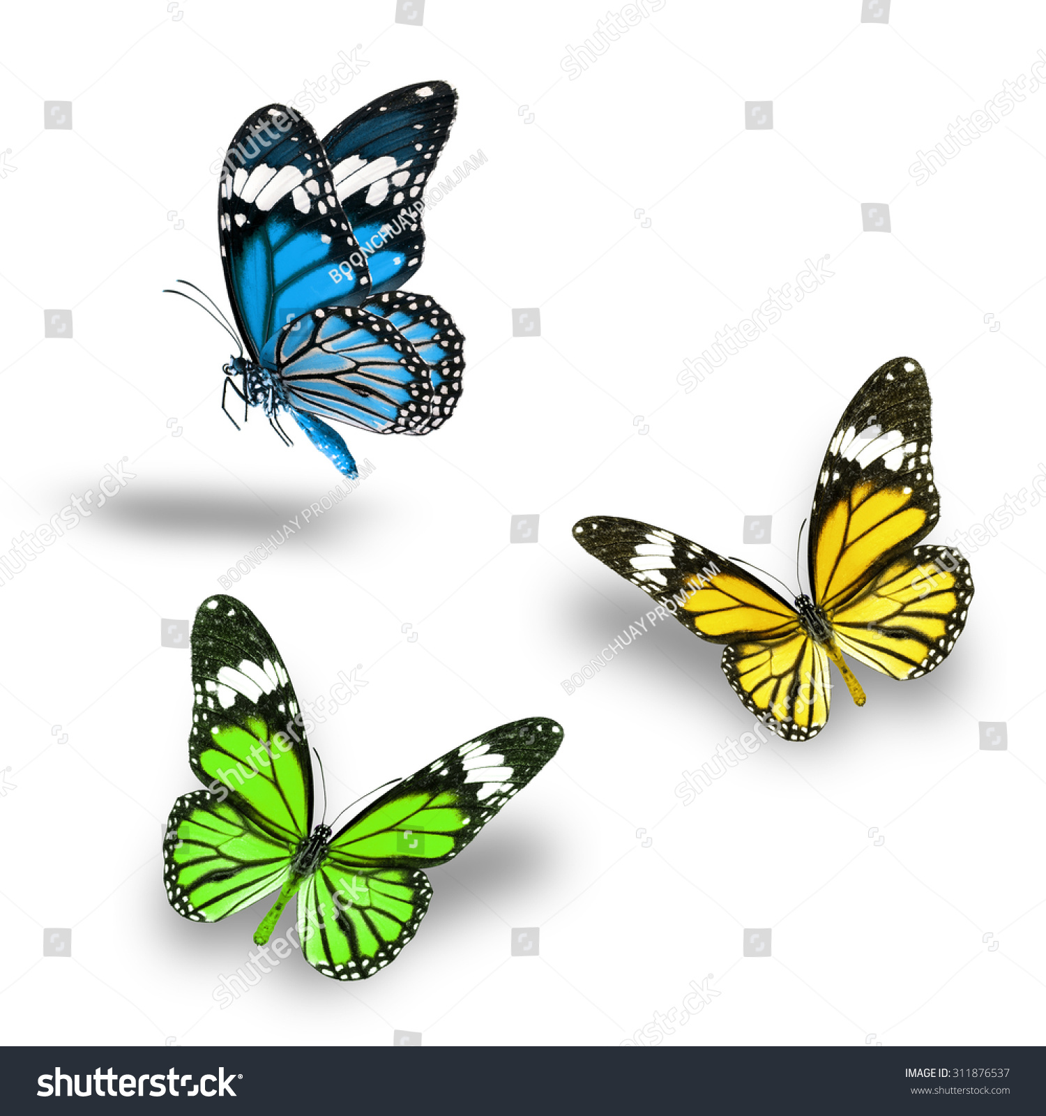 Beautiful Green Yellow Light Blue Butterfly Flying Up Stock Photo 