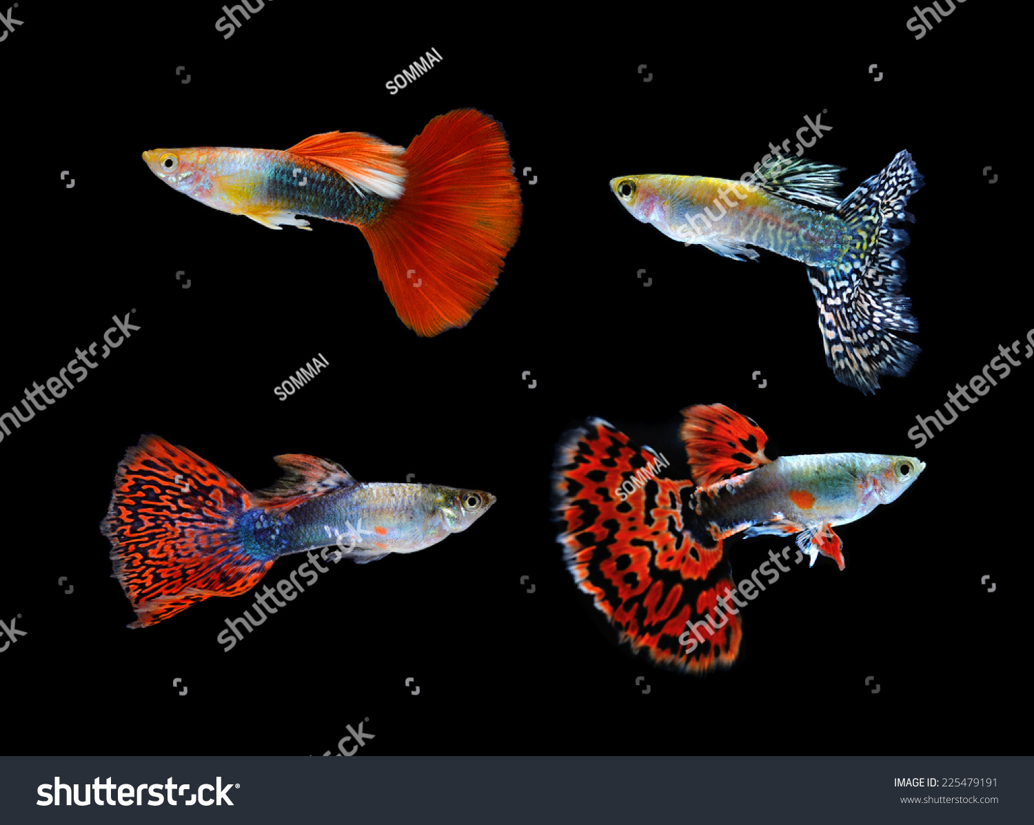 Beautiful Guppy Isolated On Black Background Stock Photo 225479191 ...