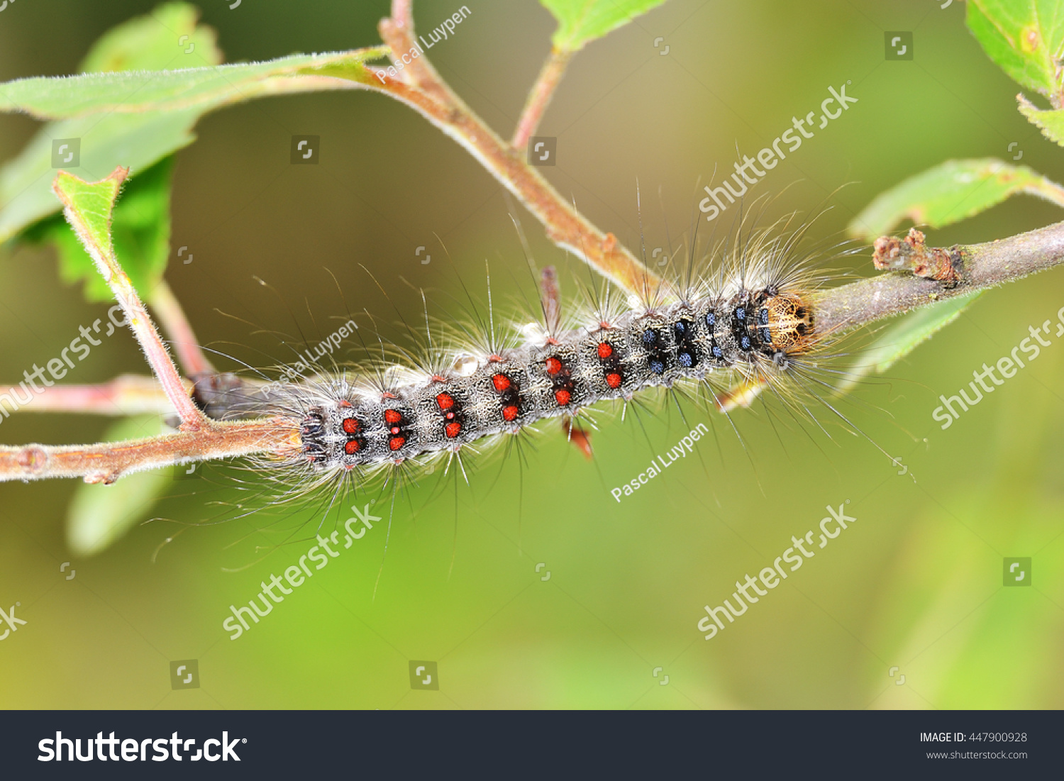 Beautiful Gypsy Moth Caterpillar Lymantria Dispar Stock Photo (Edit Now ...