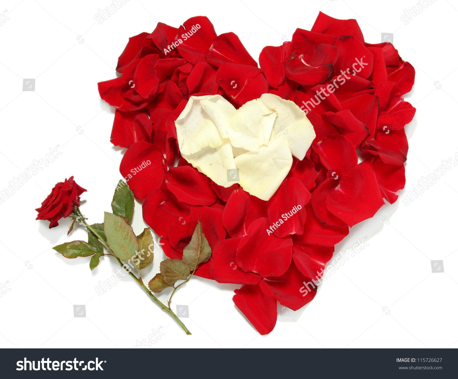 Beautiful Heart Of Red And White Rose Petals With Red Rose Isolated On ...