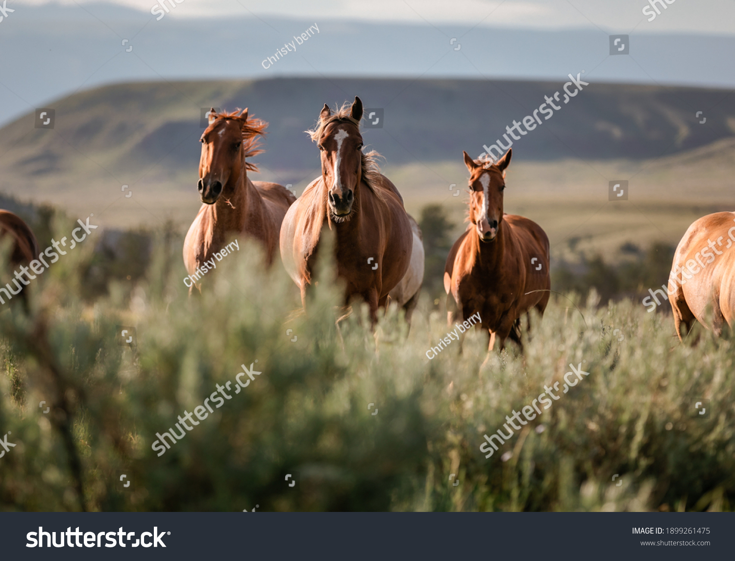 14,386 Horse range Images, Stock Photos & Vectors | Shutterstock