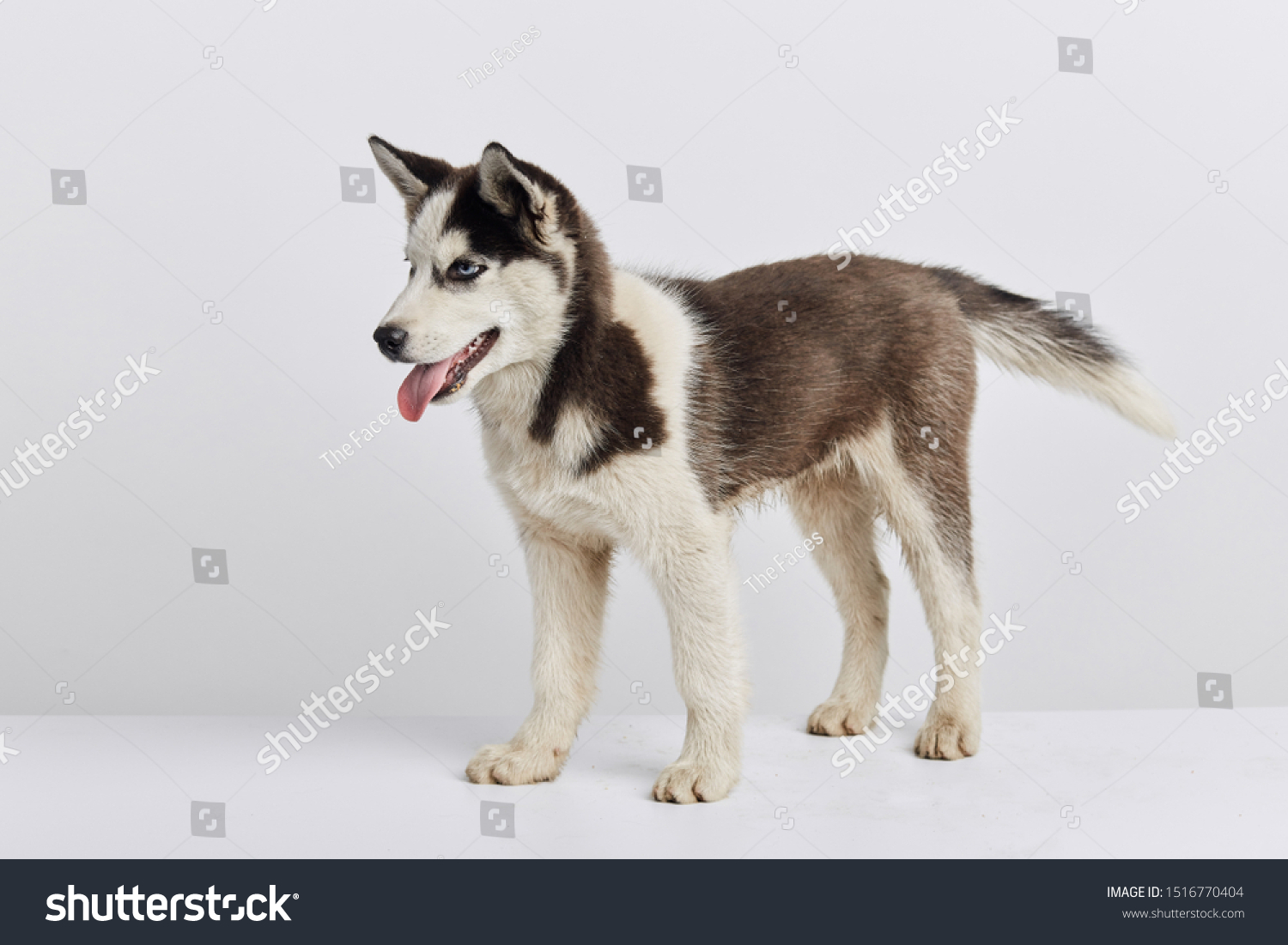 Beautiful Husky Dog Taking Part Exebition Stock Photo Edit Now 1516770404