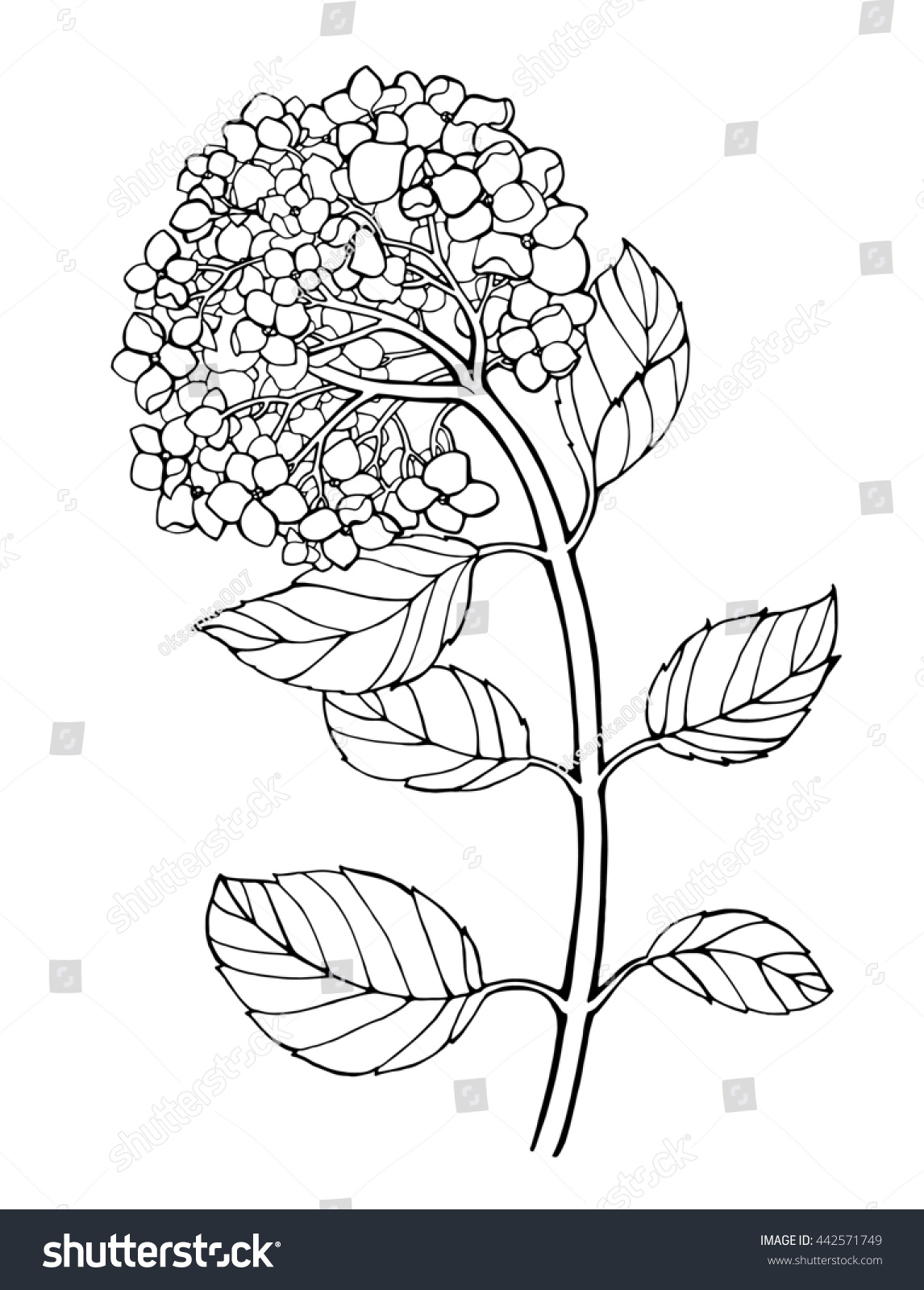 Beautiful Hydrangeas Isolated Coloring Book Page ภาพประกอบสต็อก