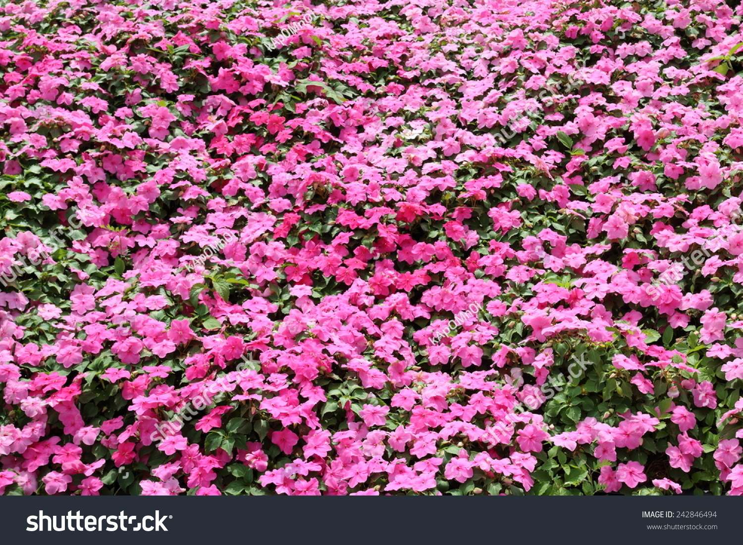 Beautiful Impatiens Flower Park Garden Flowers Stock Photo ... for Flower Park Background
70ref Beautiful Impatiens Flower Park Garden Flowers Stock Photo ... for Flower Park Background
70ref