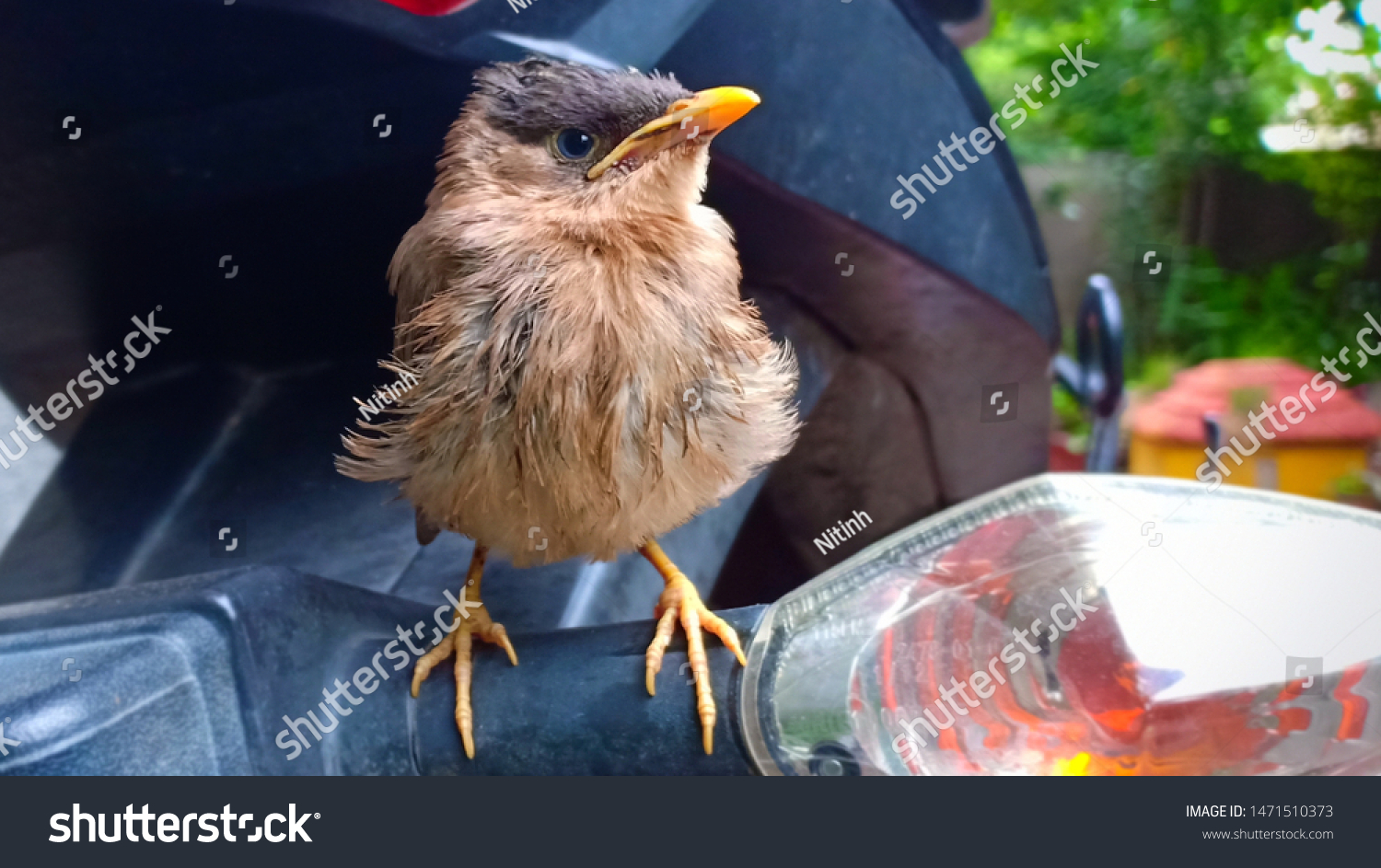 Beautiful Indian Baby Myna Bird Stock Photo Edit Now 1471510373