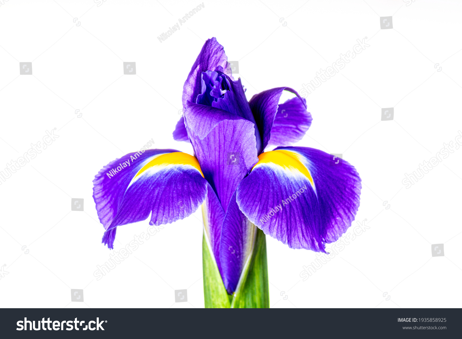 18,18 Irises Images, Stock Photos & Vectors   Shutterstock