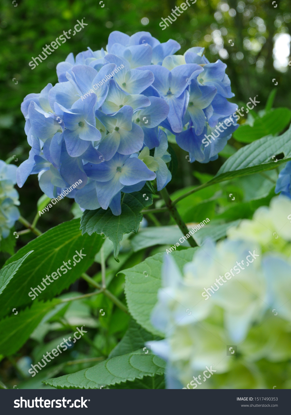 Beautiful Japanese Hydrangea Ajisai Flower Stock Photo Edit Now