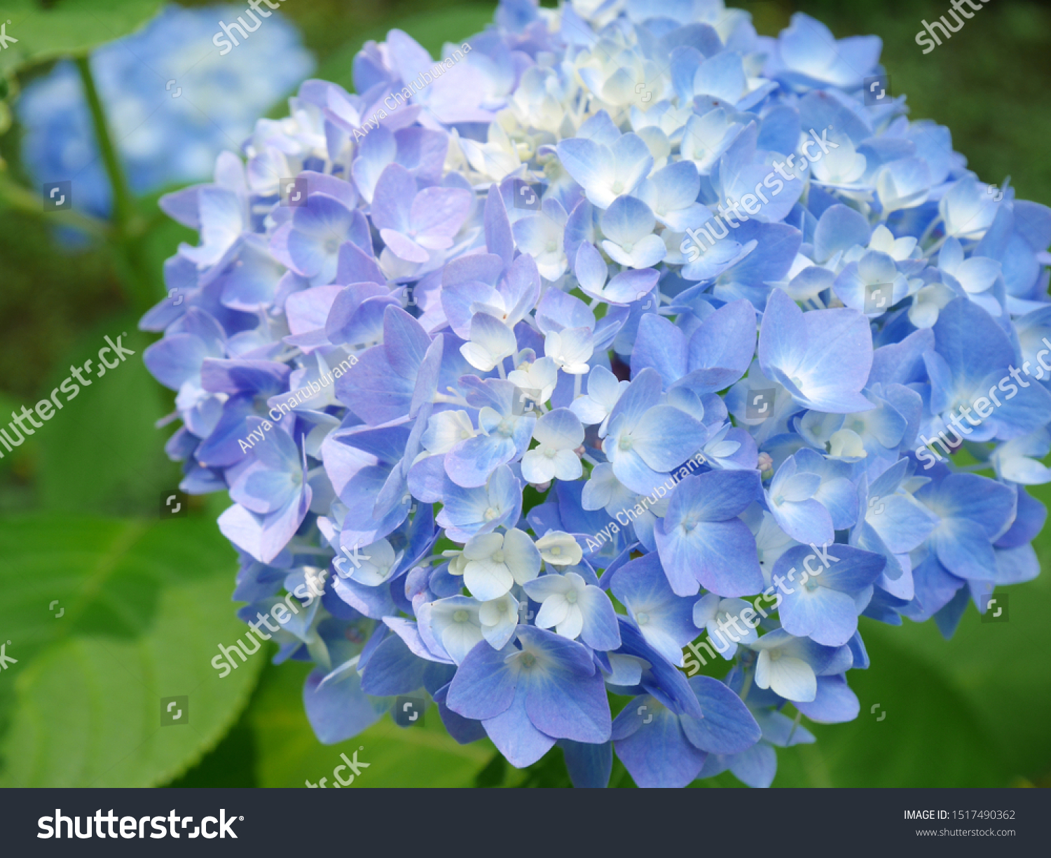 Beautiful Japanese Hydrangea Ajisai Flower Stock Photo Edit Now