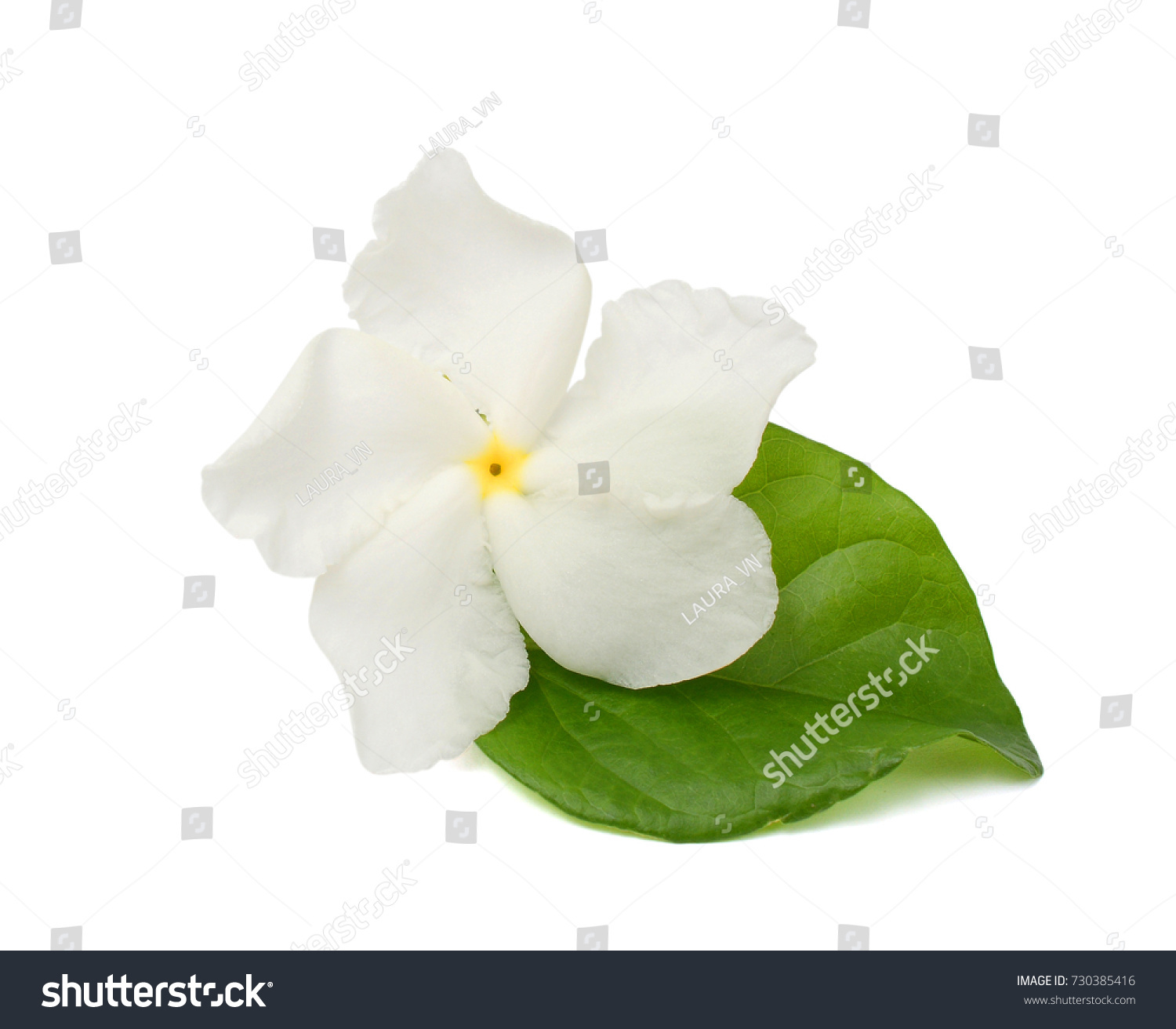 Beautiful Jasminum Sambac Flower Isolated On Stock Photo 730385416 ...