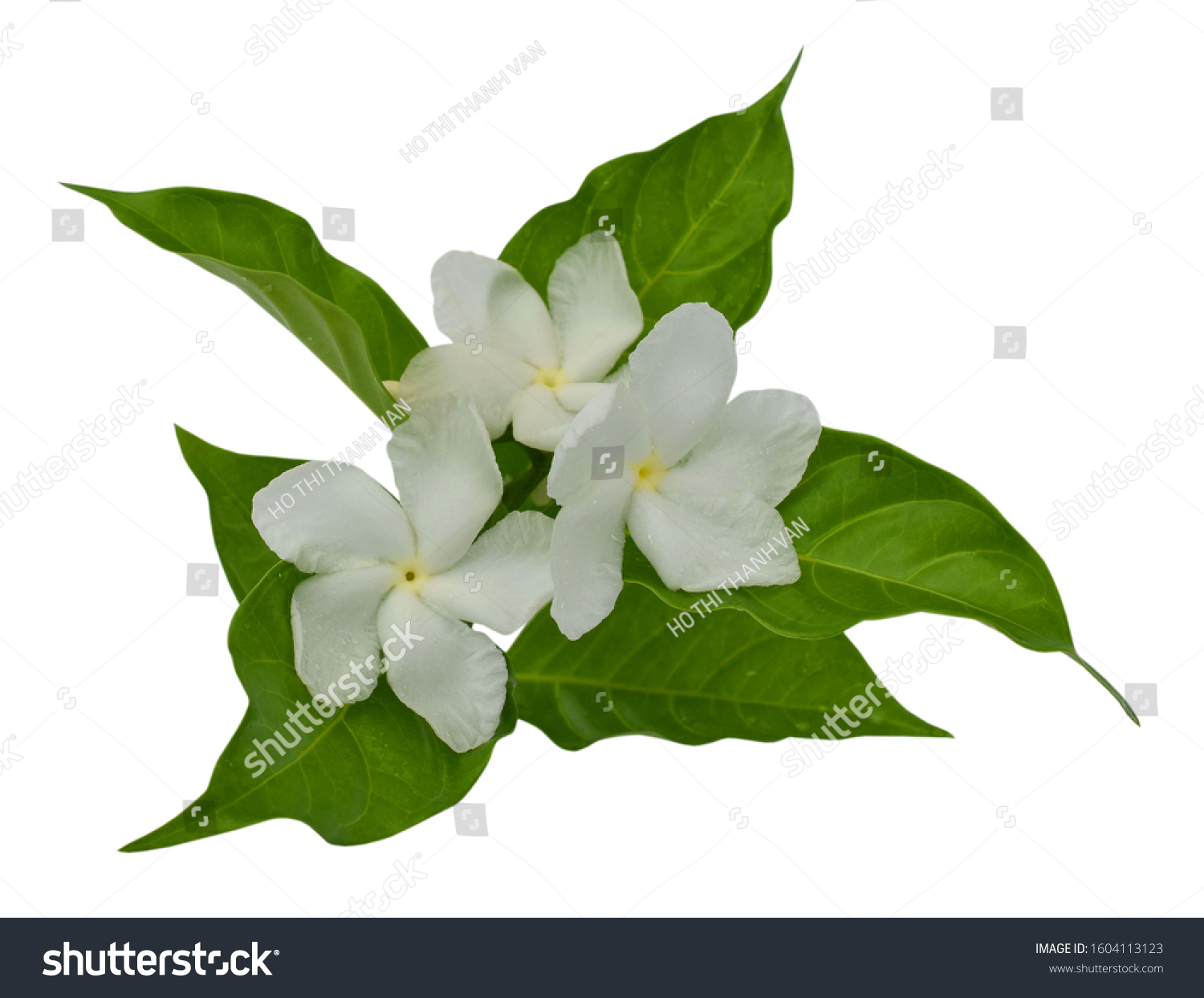 Beautiful Jasminum Sambac Flower Sampaguita Melati Stock Photo