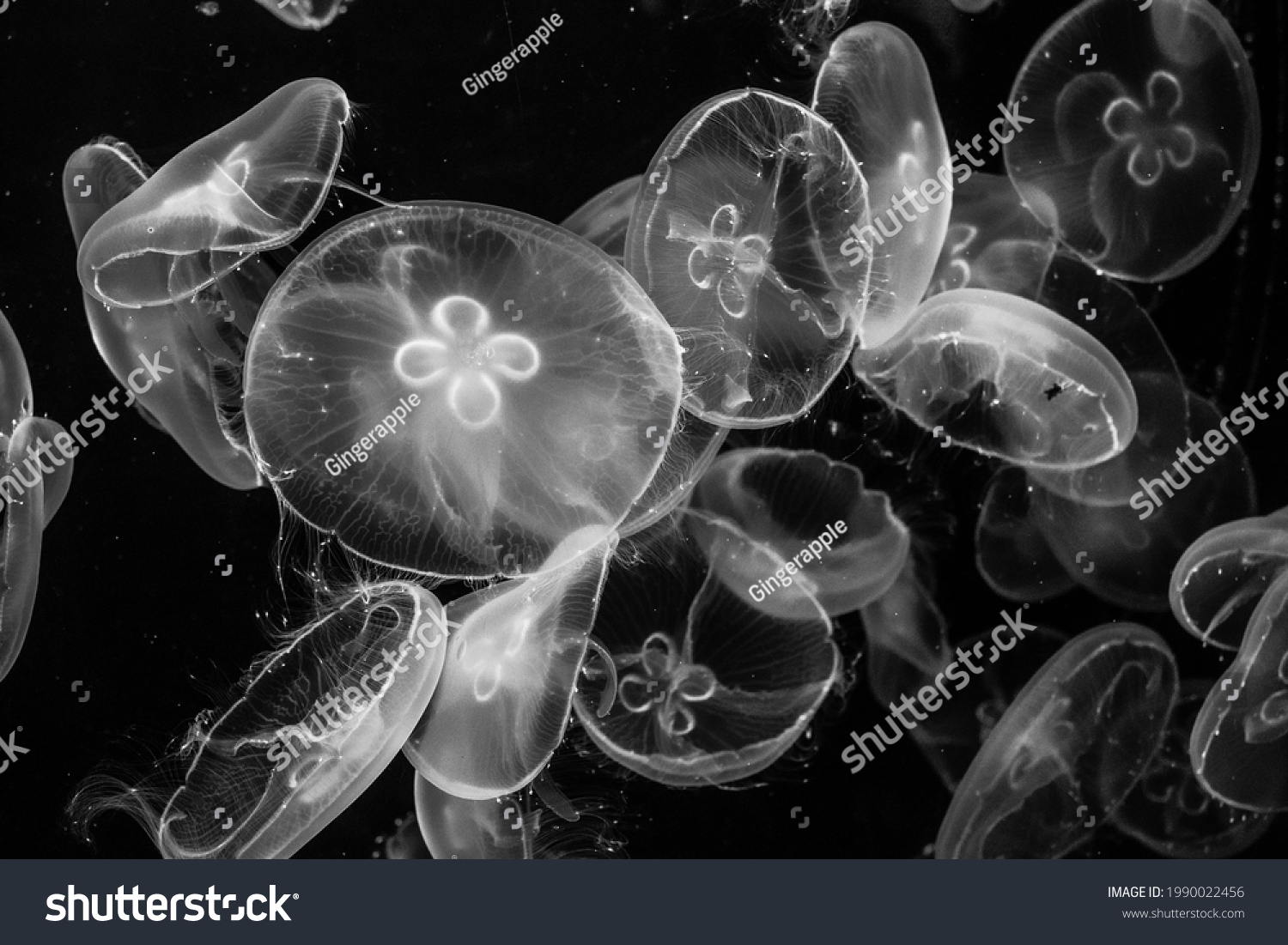 28,369 Black jellyfish Images, Stock Photos & Vectors | Shutterstock