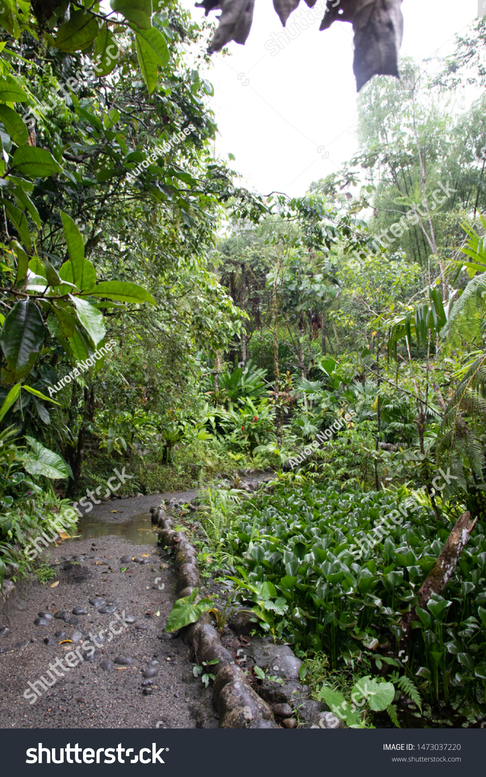 Beautiful Jungle Path South American Amazon Nature Stock Image