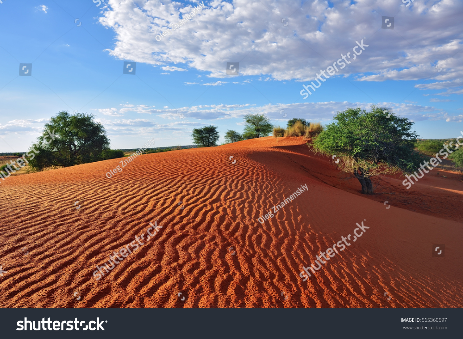 15 411 Kalahari Desert Namibia Images Stock Photos Vectors   Stock Photo Beautiful Landscape In Kalahari Big Red Dune With Sand Waves Under Bright Sunset Light Painted In 565360597 