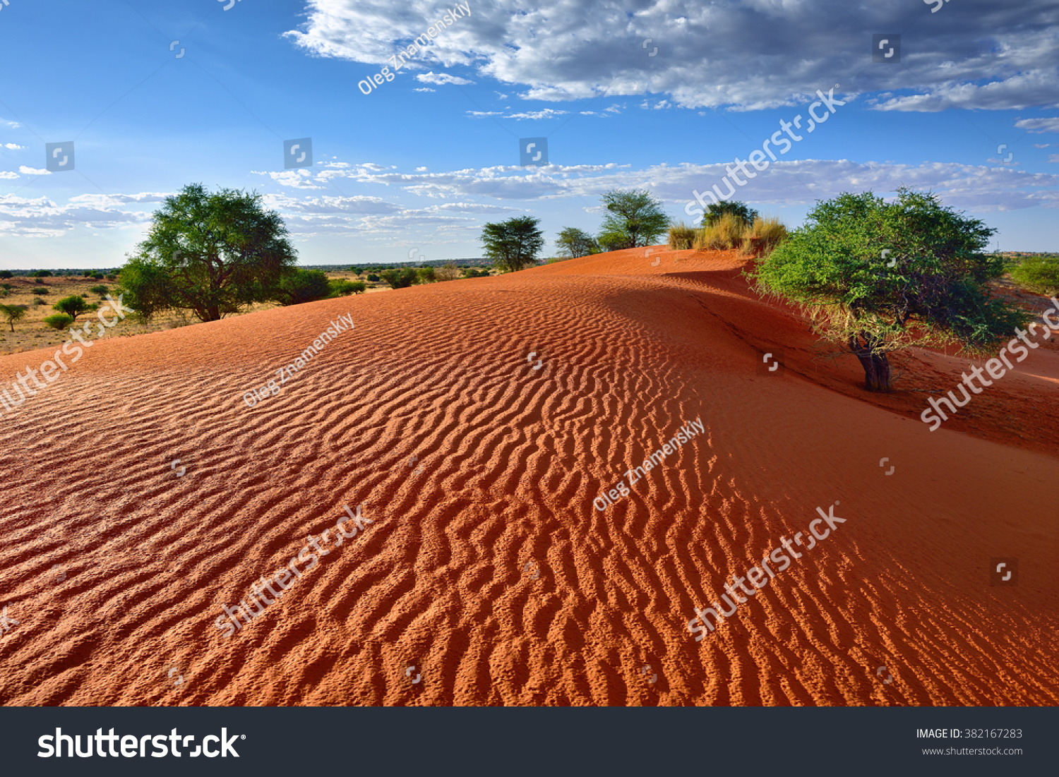 40 182 Kalahari Desert Images Stock Photos Vectors Shutterstock   Stock Photo Beautiful Landscape In Kalahari With Big Red Dune And Bright Colours At Sunset Time 382167283 