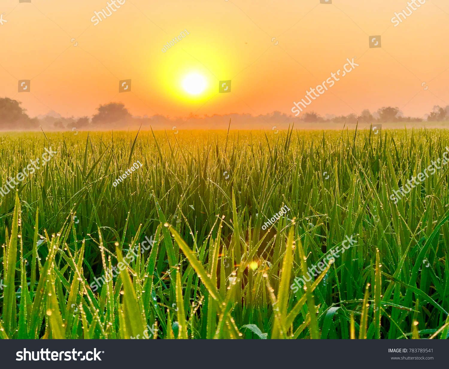 Become a drop of dew in front of the Sun Become a drop of dew in front of the Sun