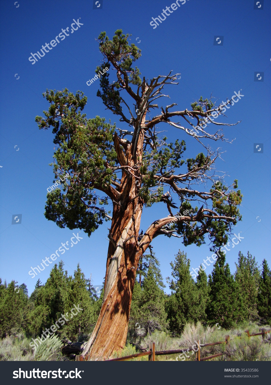 Beautiful Large Cedar Tree In The Southern California Mountains Of Big ...