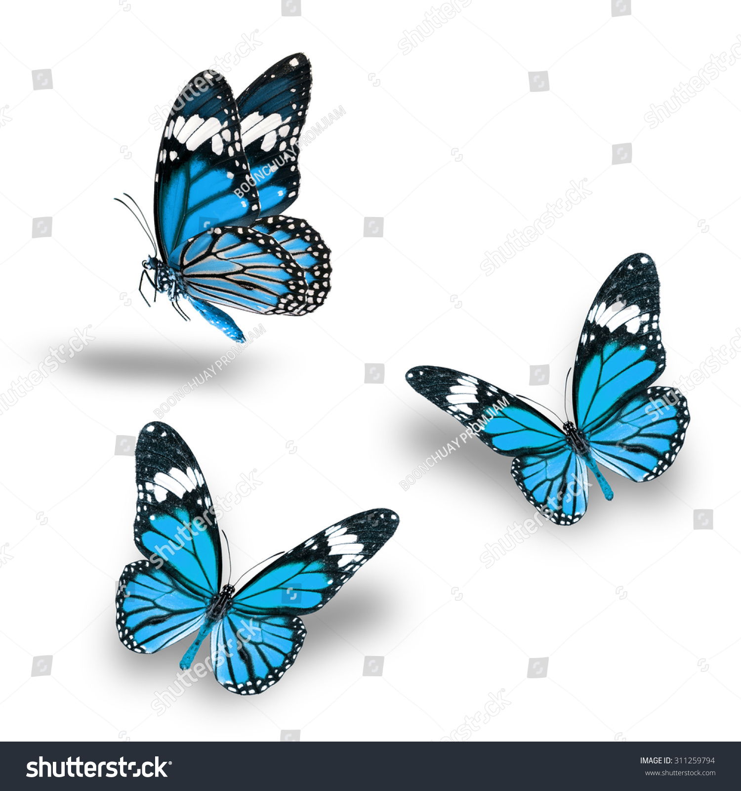 Beautiful Light Blue Butterfly Flying Up Stock Photo 311259794 ...