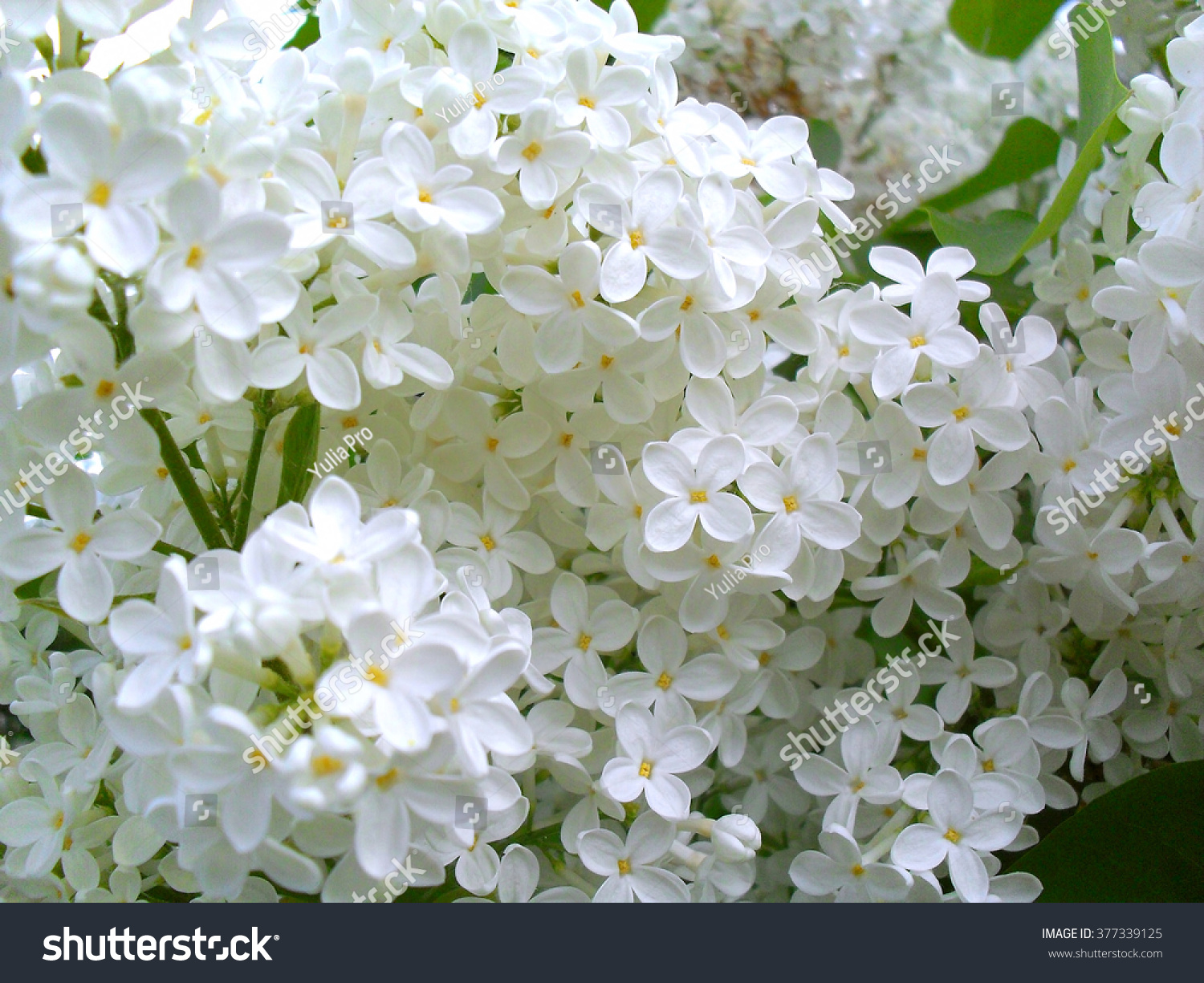 Beautiful Lilac Bush White Lilac Flowers Stock Photo Edit Now 377339125,Kids Dictionary Images