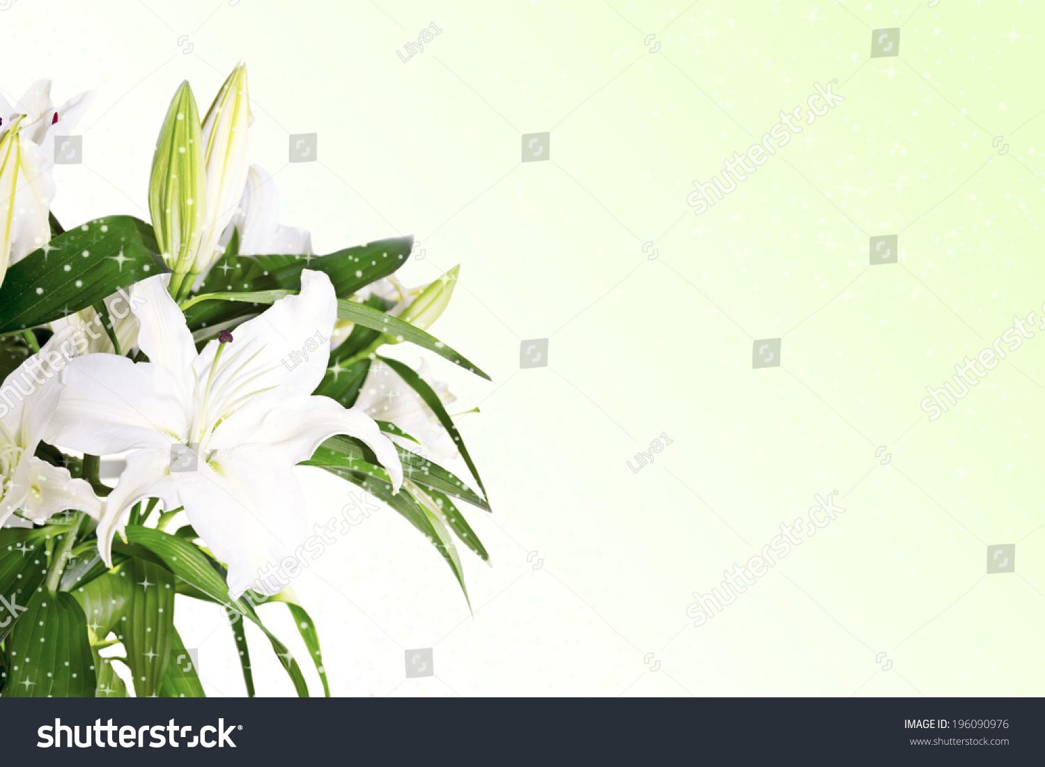 Beautiful Lily Flowers Border Stock Photo 196090976 - Shutterstock