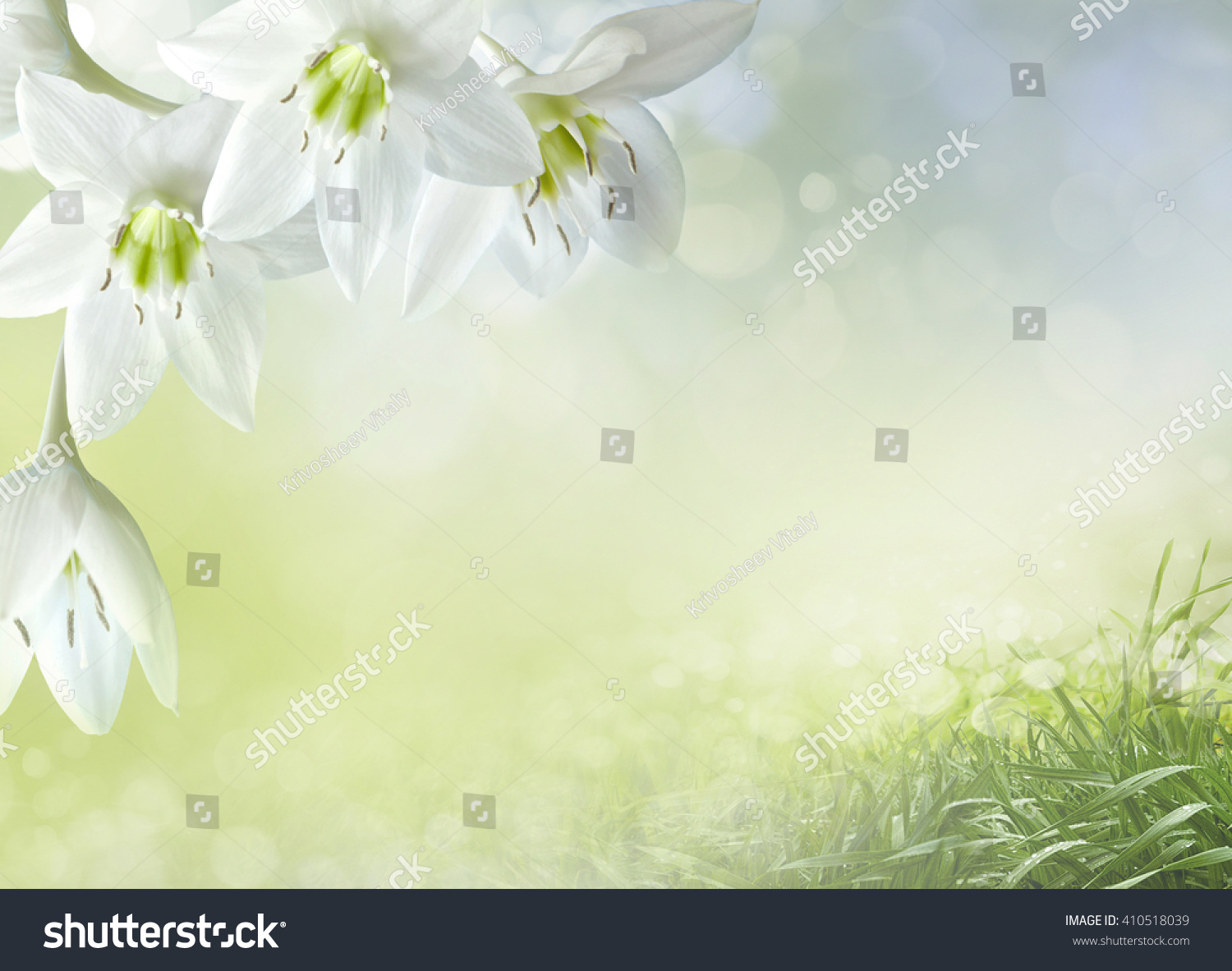 PowerPoint Template: death row - beautiful lily flowers border (lihmiphku)