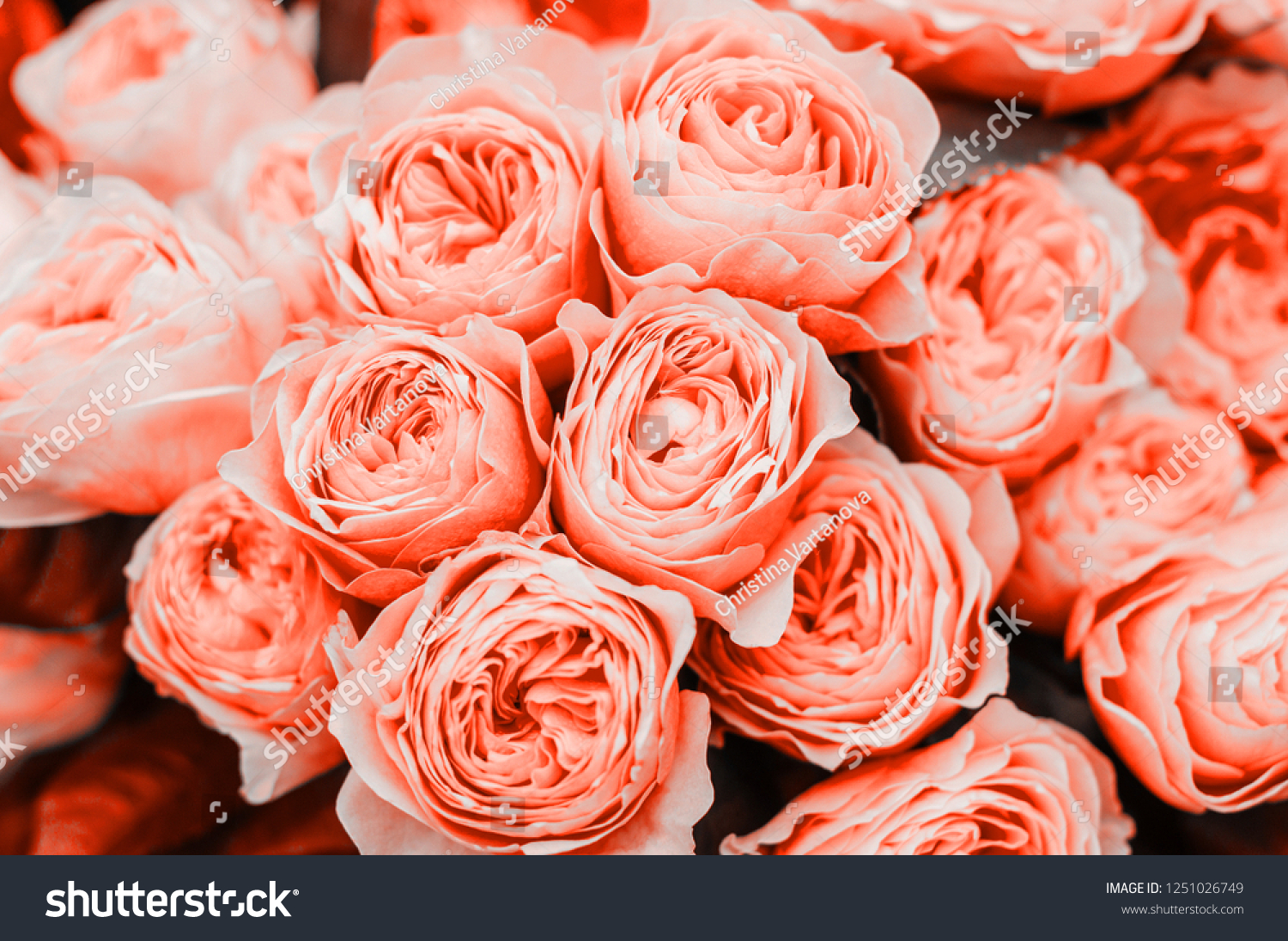 Coral Roses Images Stock Photos And Vectors Shutterstock