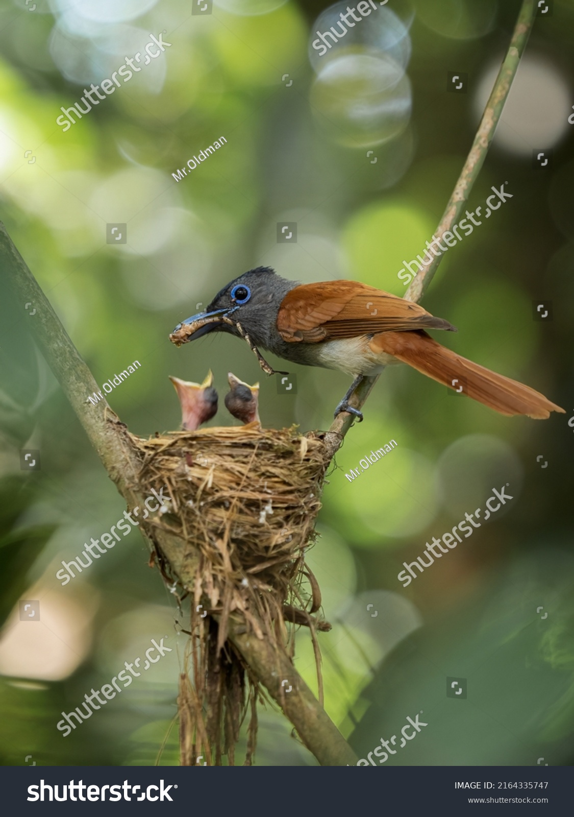 1,731 Asiatic birds Images, Stock Photos & Vectors | Shutterstock