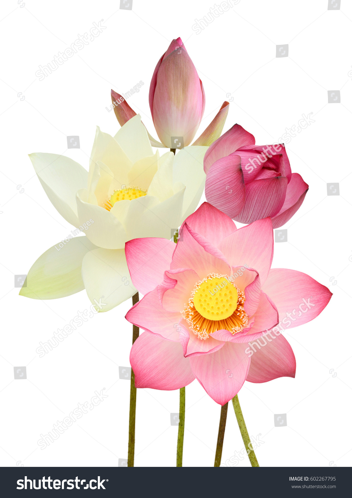 Beautiful Lotus Flower Bouquet Isolated On Stock Photo 602267795