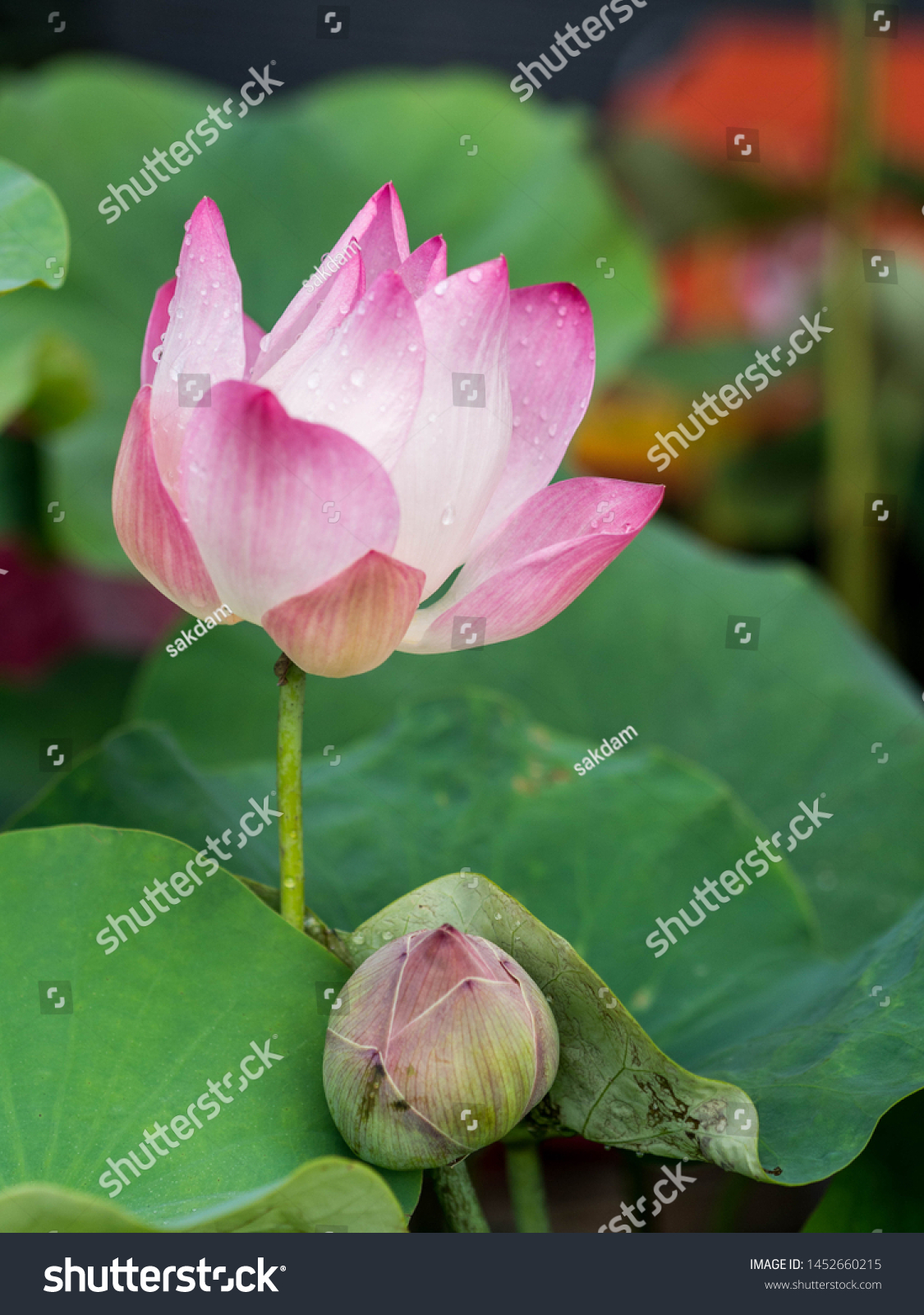 Beautiful Lotus Flower Plant Tropical Stock Photo 1452660215 | Shutterstock