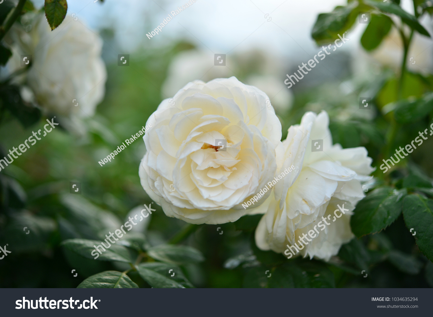 Forum on this topic: Eileen Derbyshire (born 1931), eileen-derbyshire-born-1931/ Forum on this topic: Peggy Evans, eileen-derbyshire-born-1931/