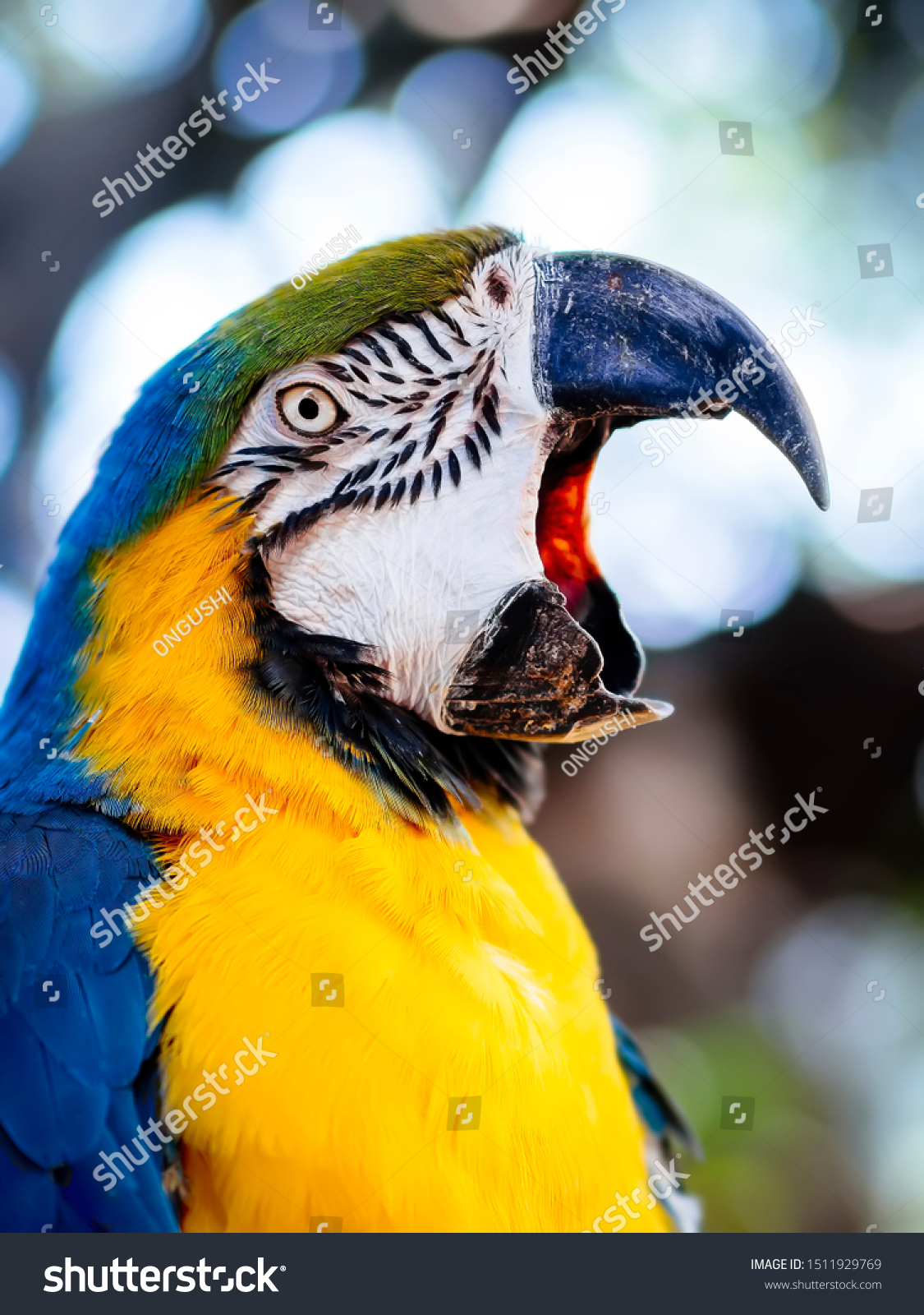 Beautiful Macaw Parrot Squawking Mouth Open 庫存照片 立刻編輯