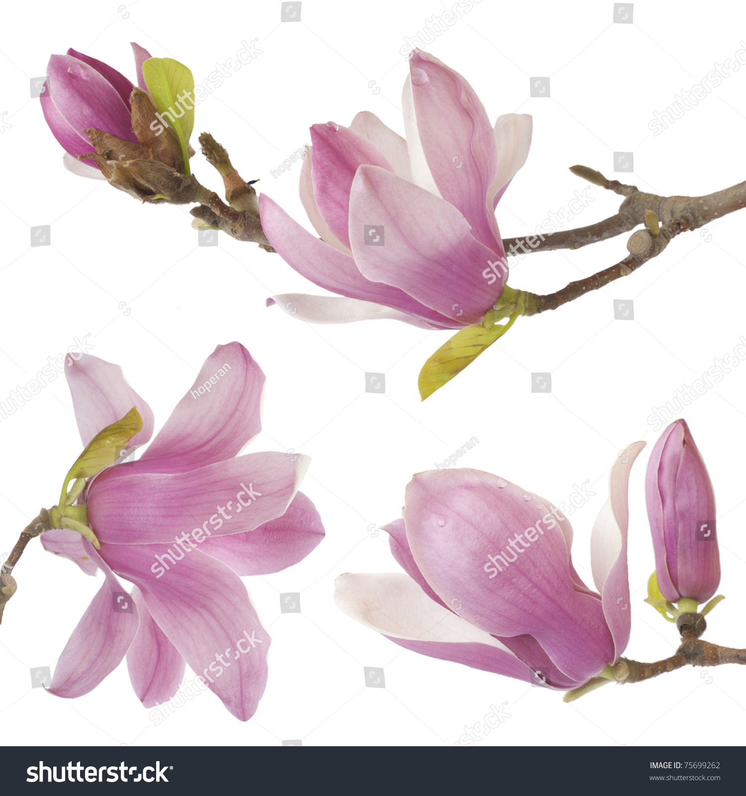 Beautiful Magnolia Isolated On White Background Stock Photo 75699262