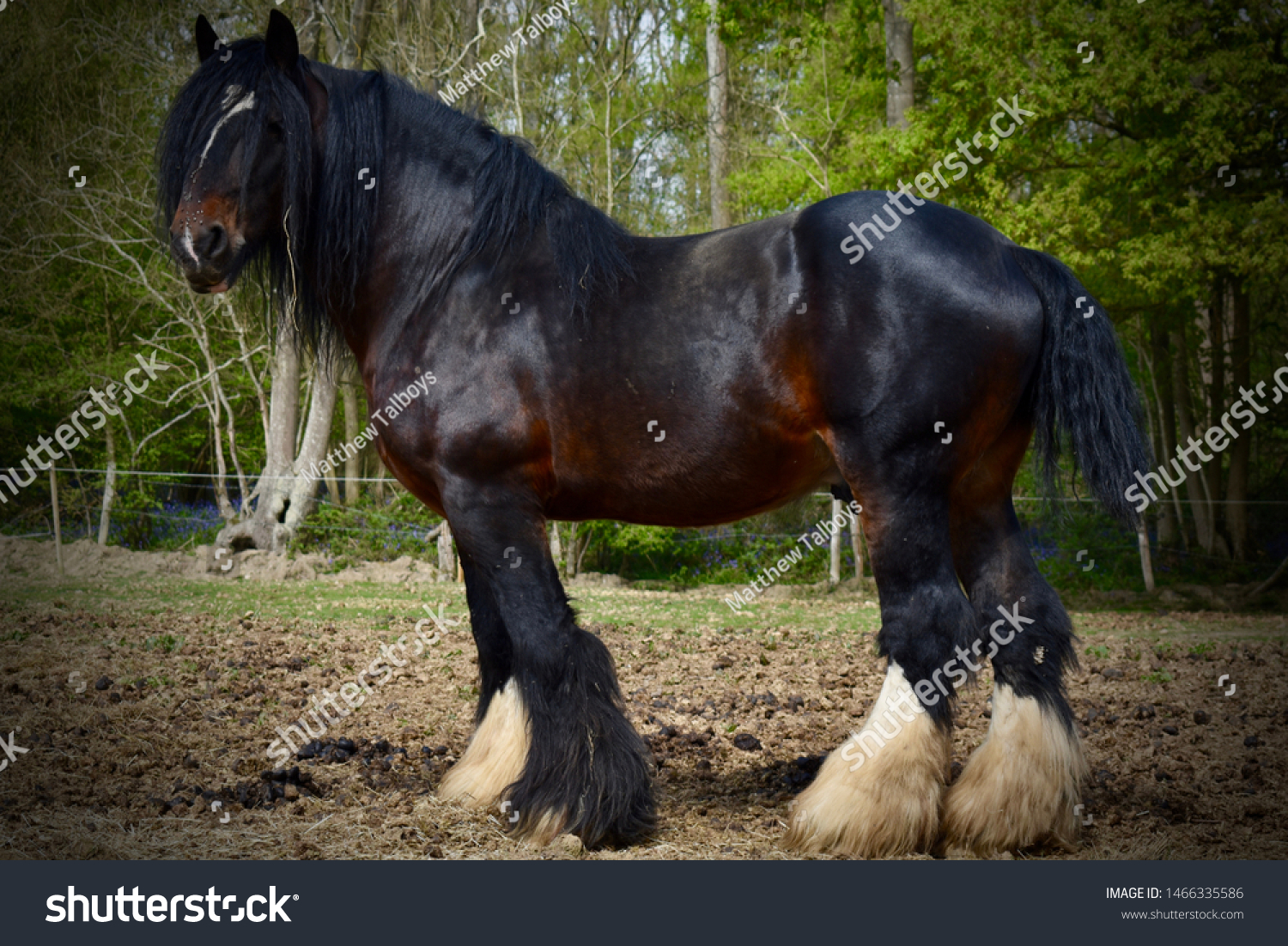 Beautiful Male Shire Horse Stallion Heavy Stock Photo Edit Now 1466335586