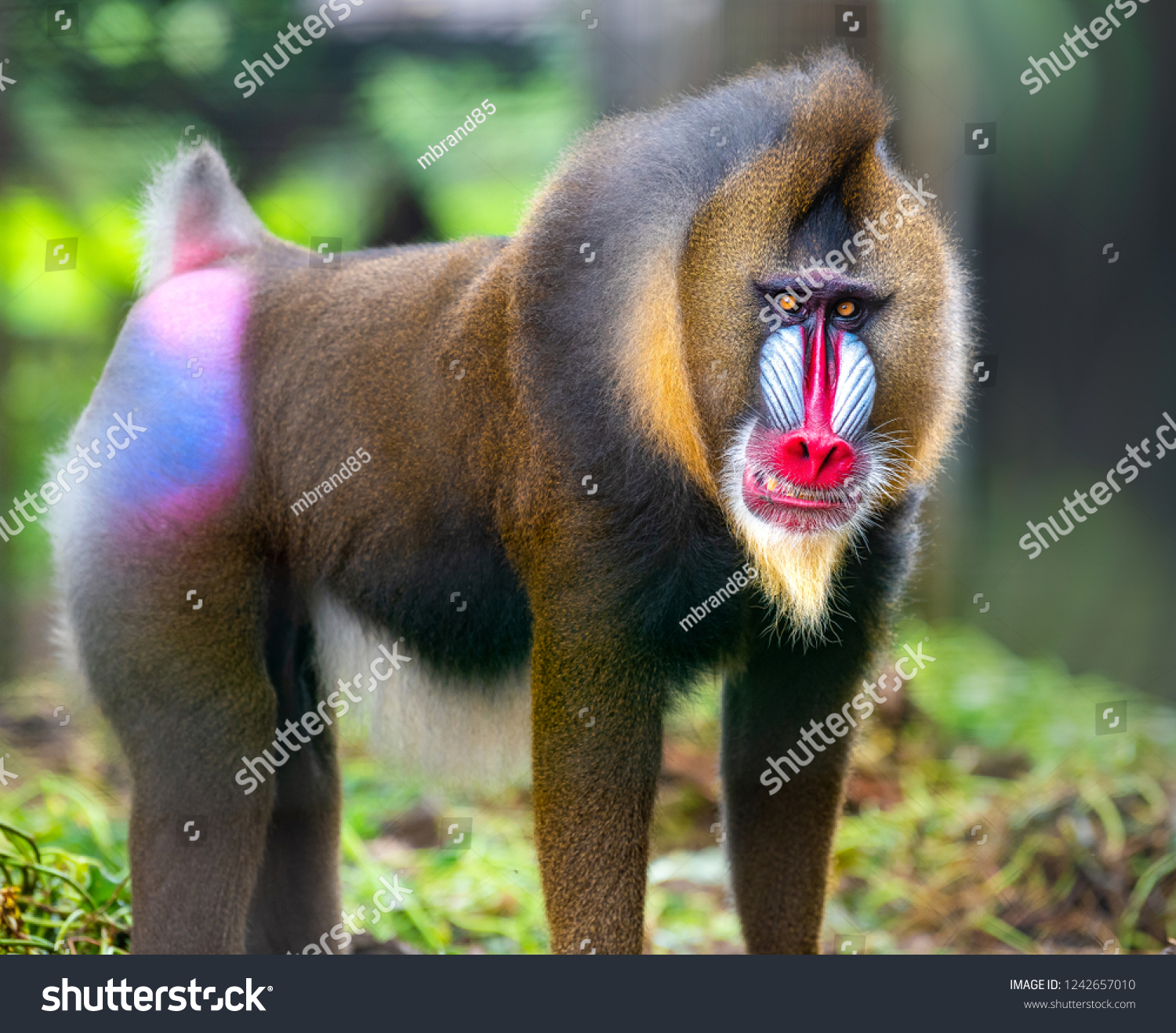 Beautiful Mandrill Portrait Closeup Baboon Monkey Stock Photo Edit Now