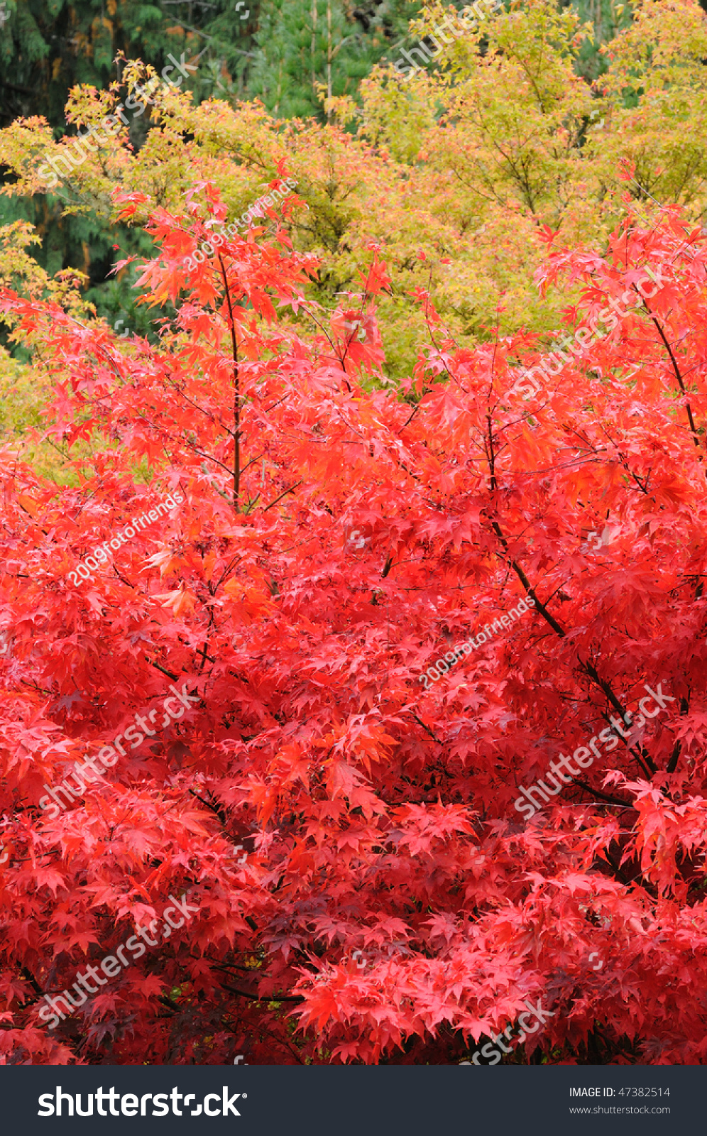 Beautiful Maple Leaves In The Historic Butchart Gardens In Autumn (Over ...