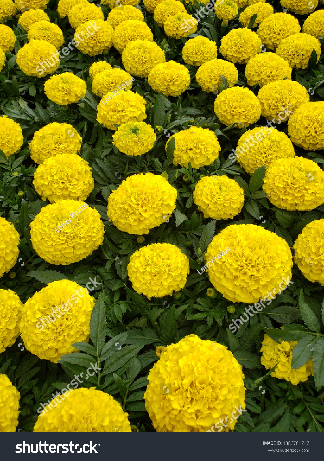 Beautiful Marigolds Lowes Garden Center Picture Stock Photo Edit